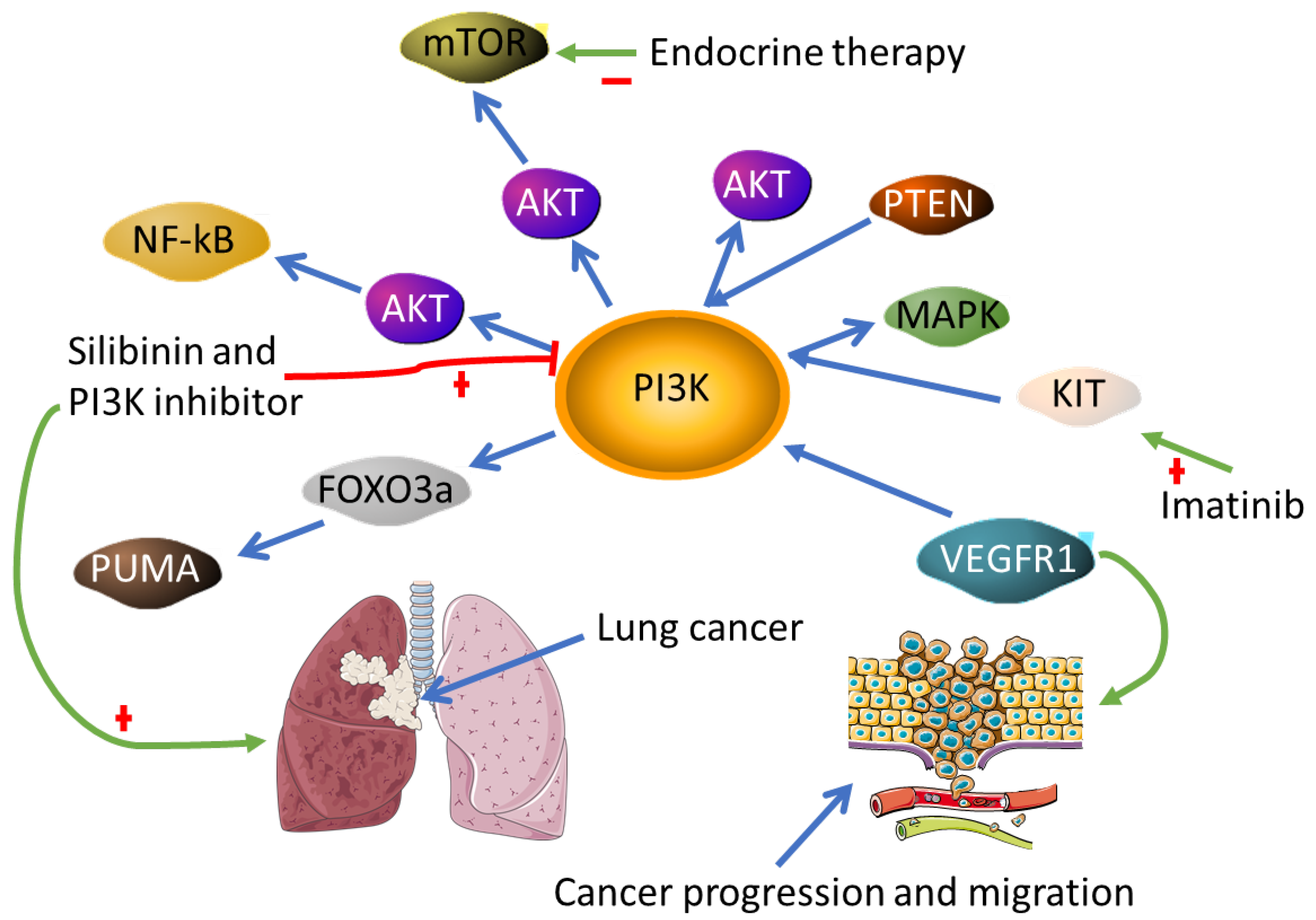 Biomedicines 10 00682 g007