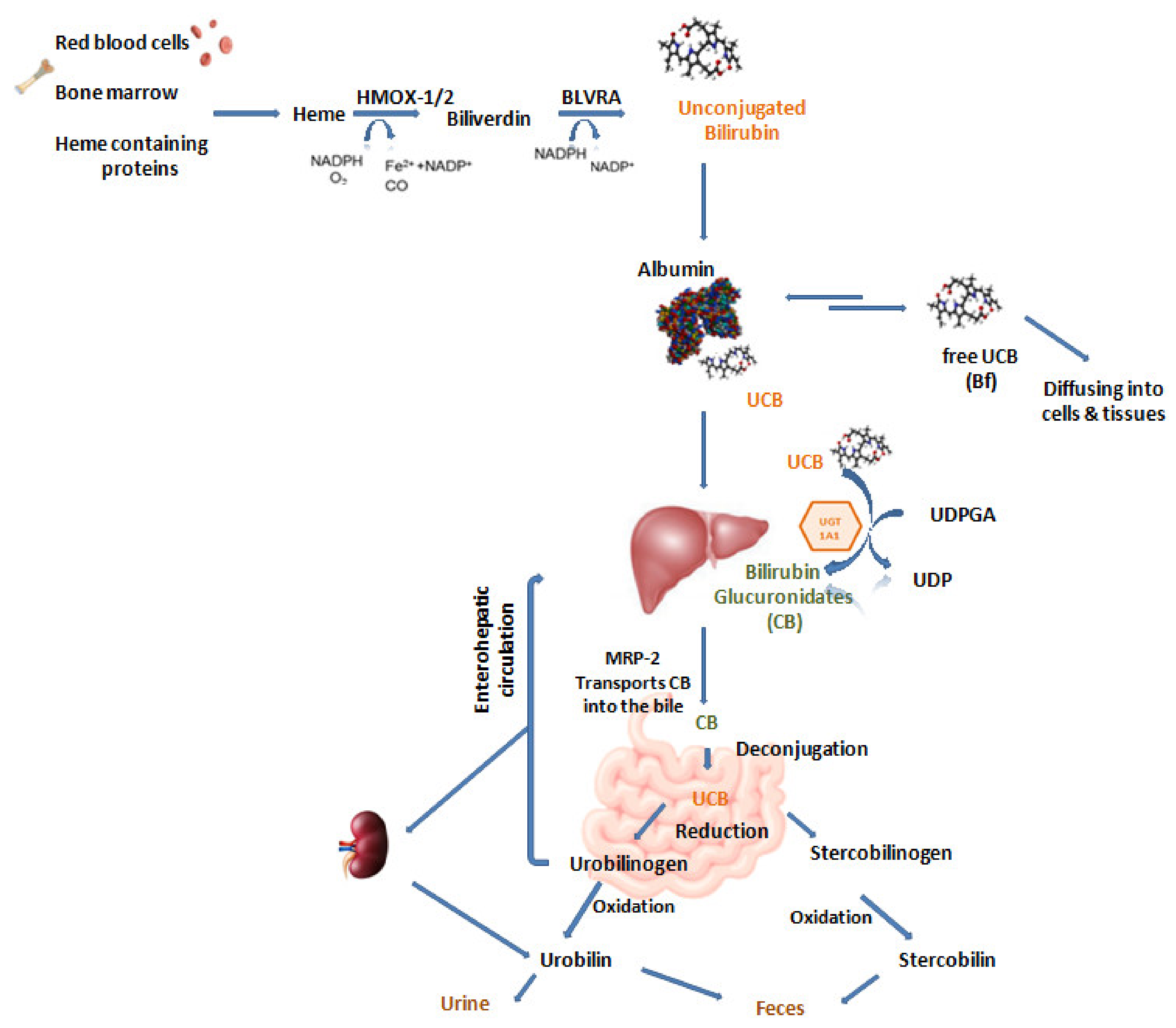 Biomedicines 10 00696 g001