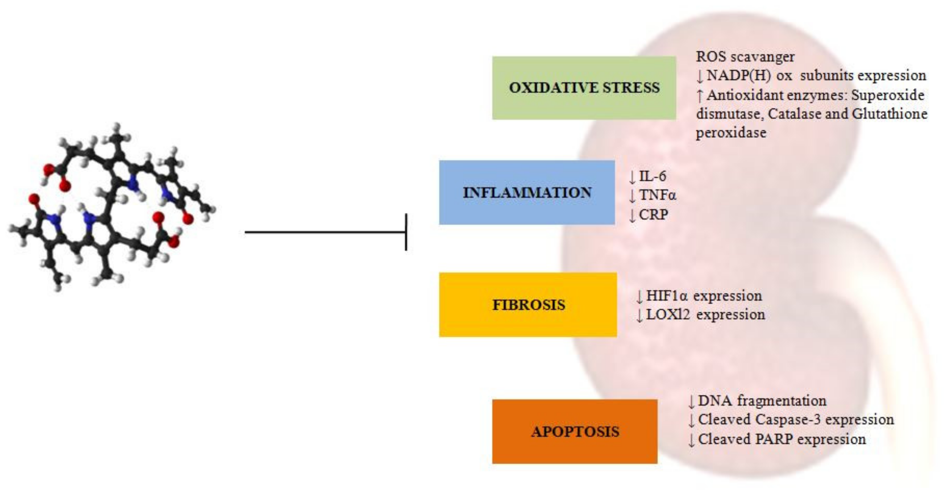 Biomedicines 10 00696 g002