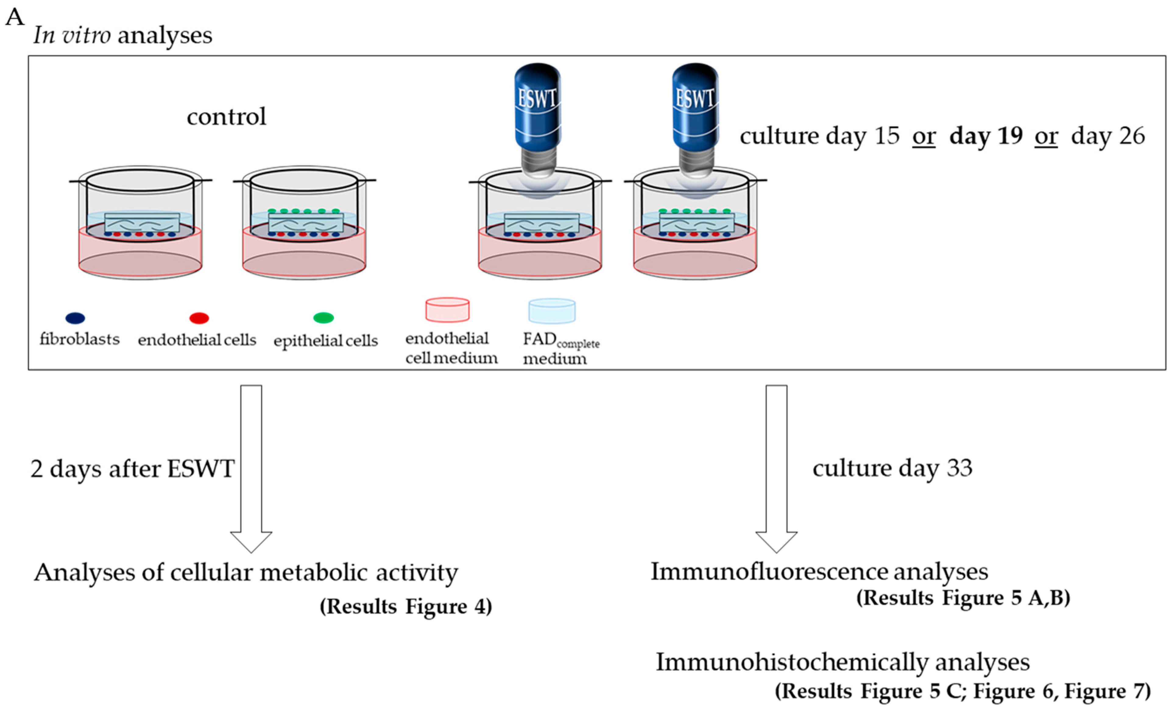 Biomedicines 10 00700 g001a