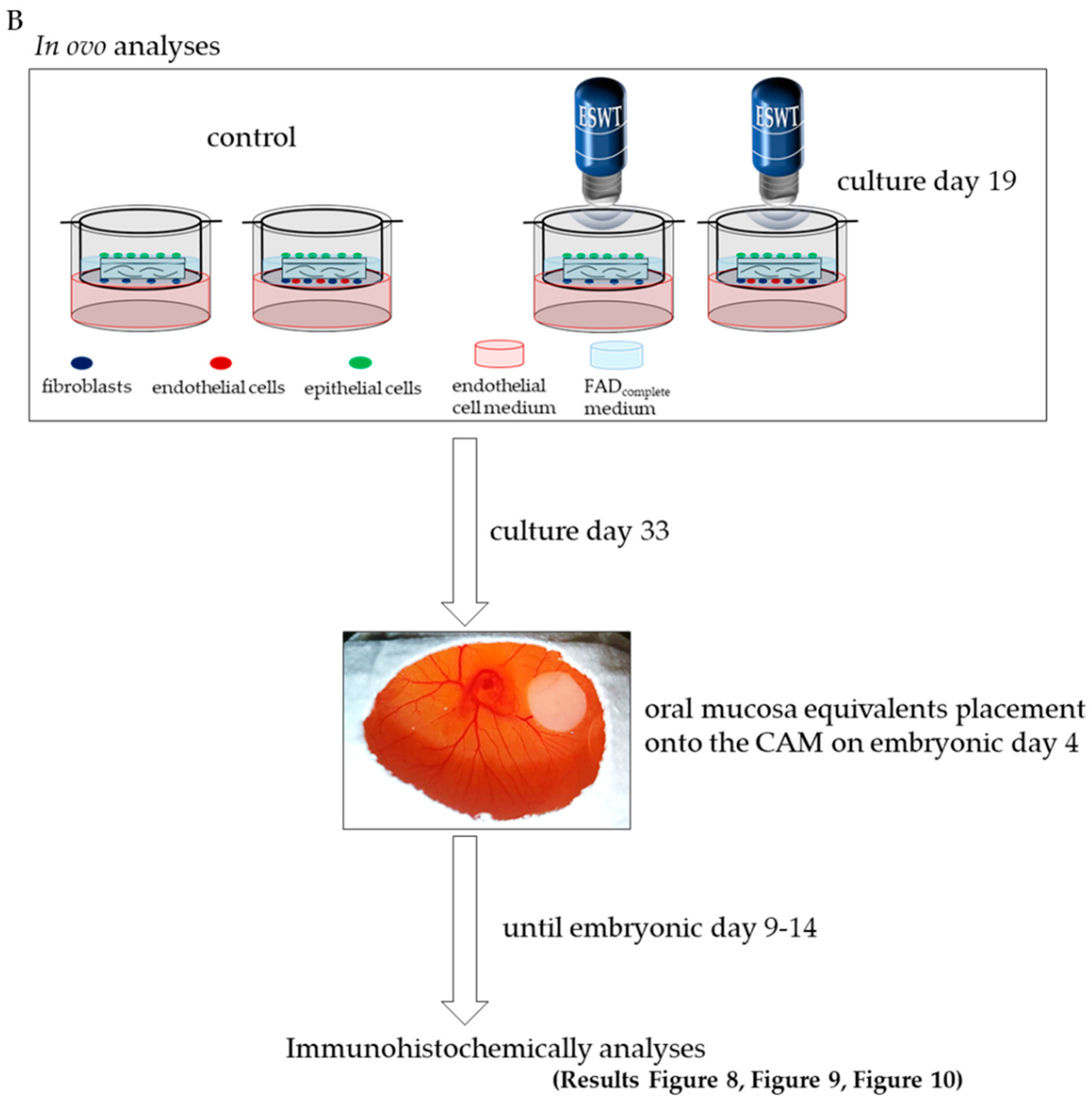 Biomedicines 10 00700 g001b