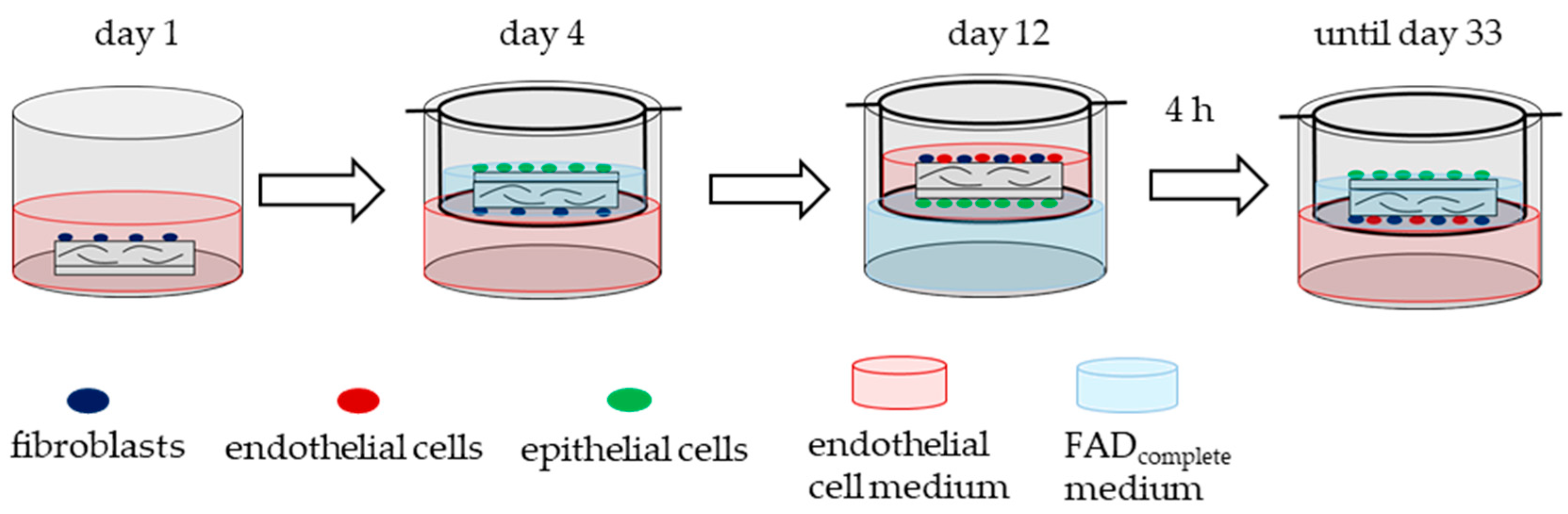 Biomedicines 10 00700 g002