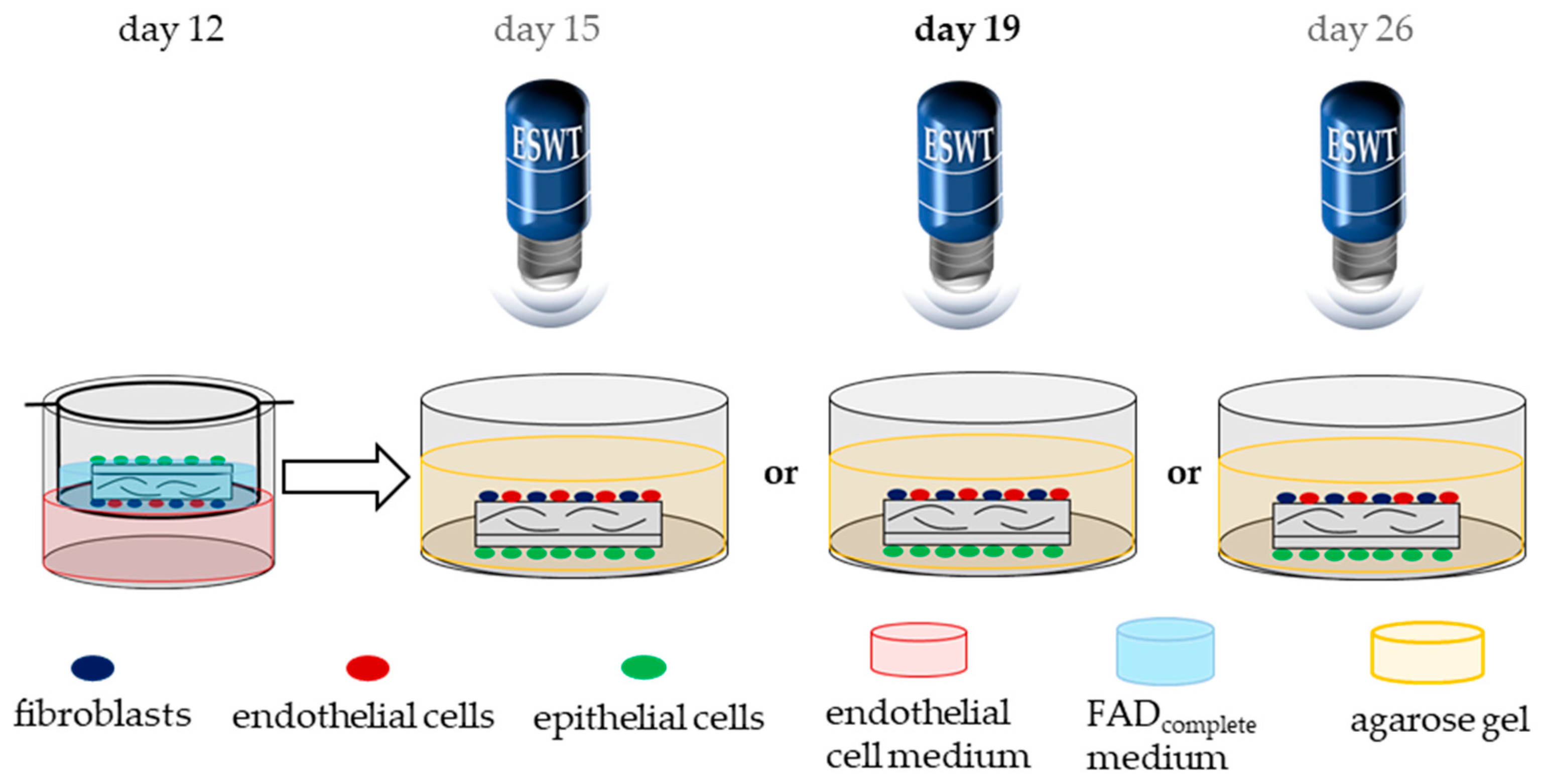 Biomedicines 10 00700 g003