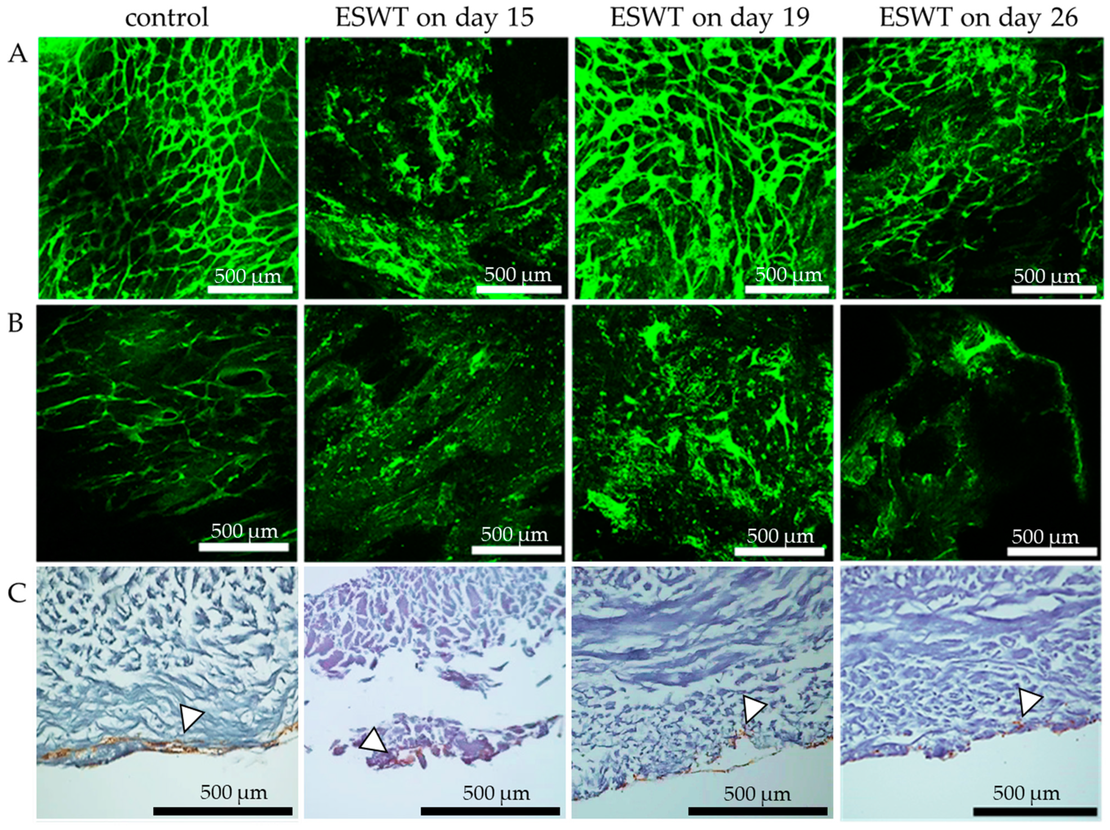 Biomedicines 10 00700 g005