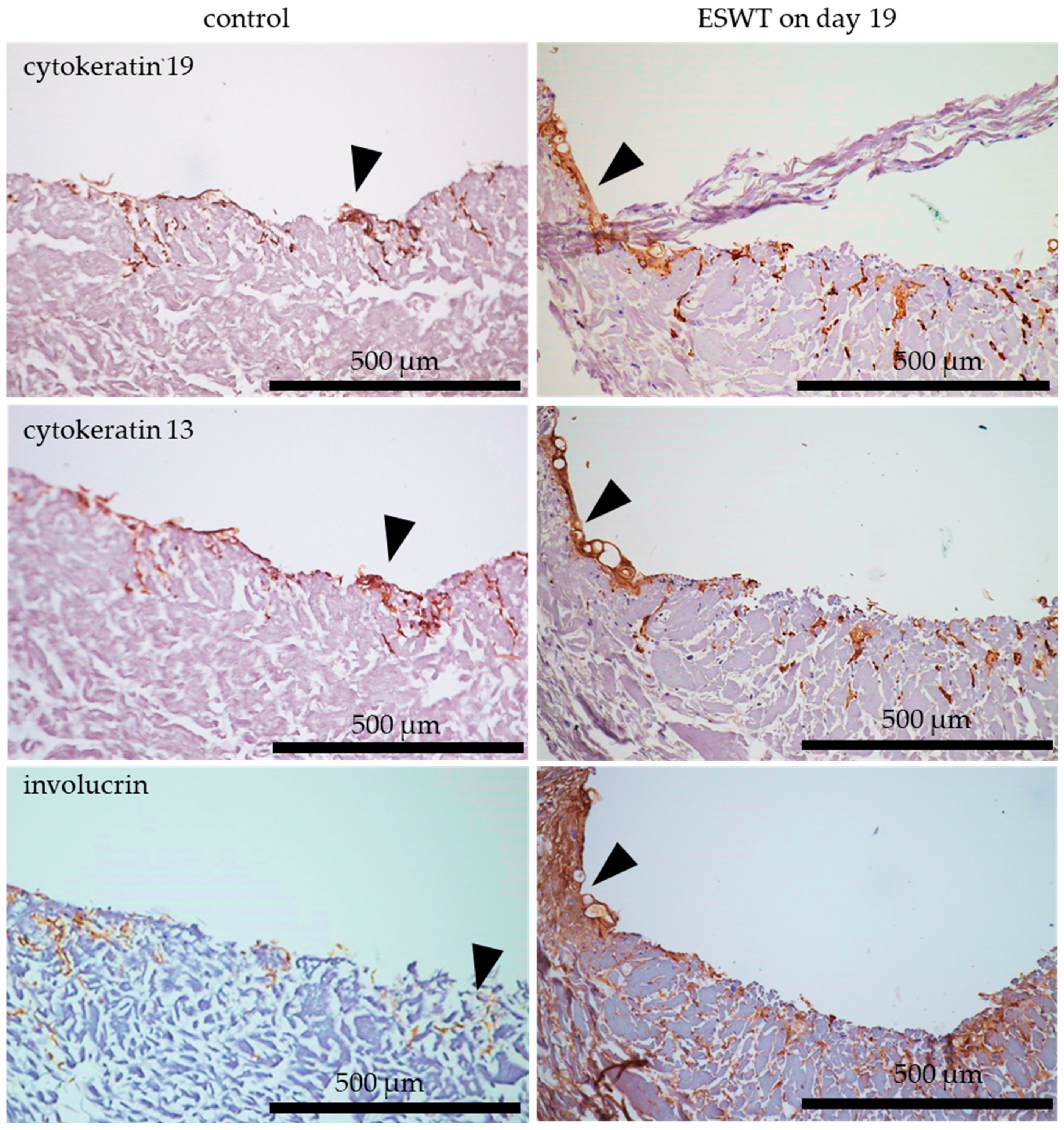Biomedicines 10 00700 g006