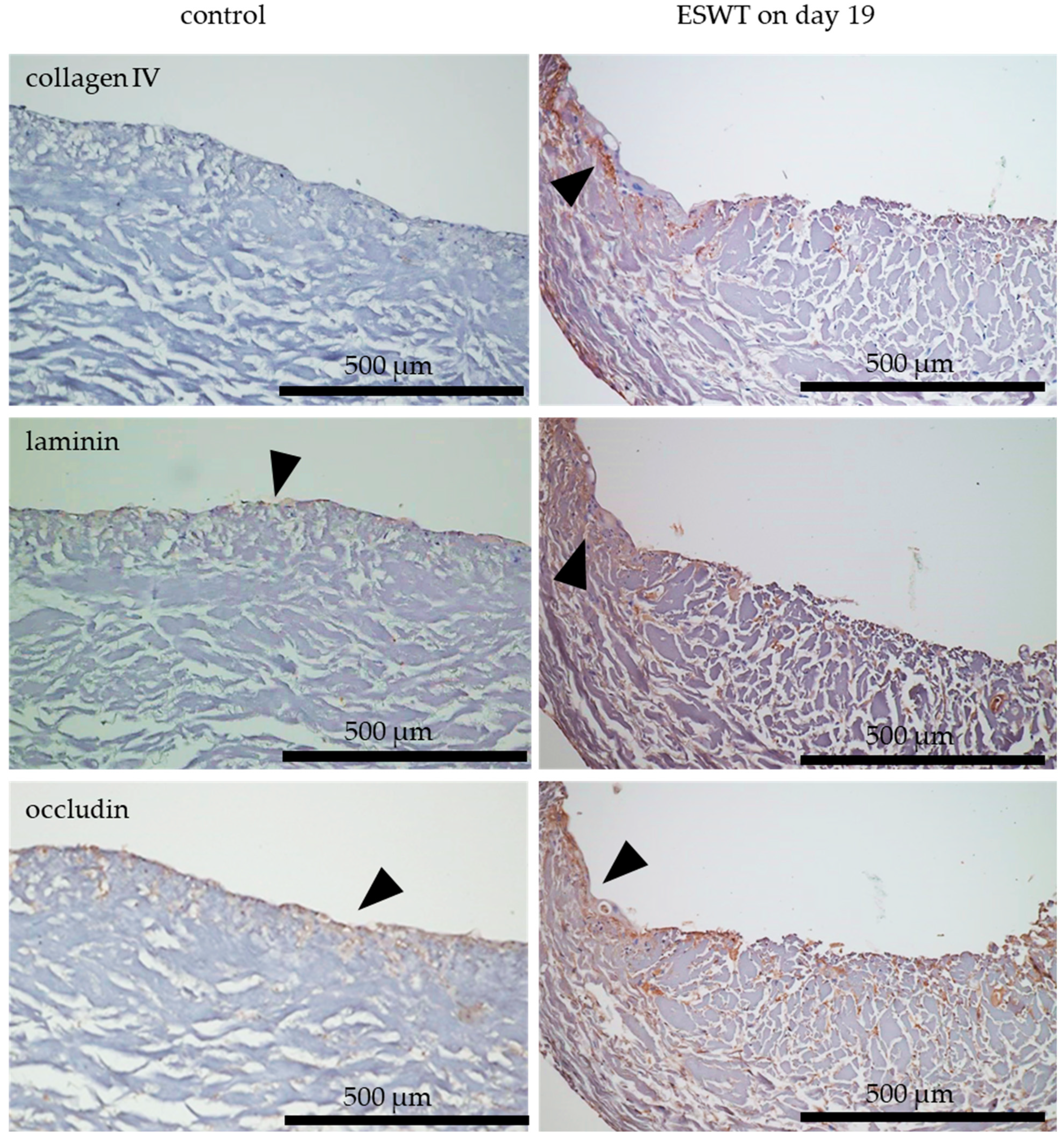 Biomedicines 10 00700 g007