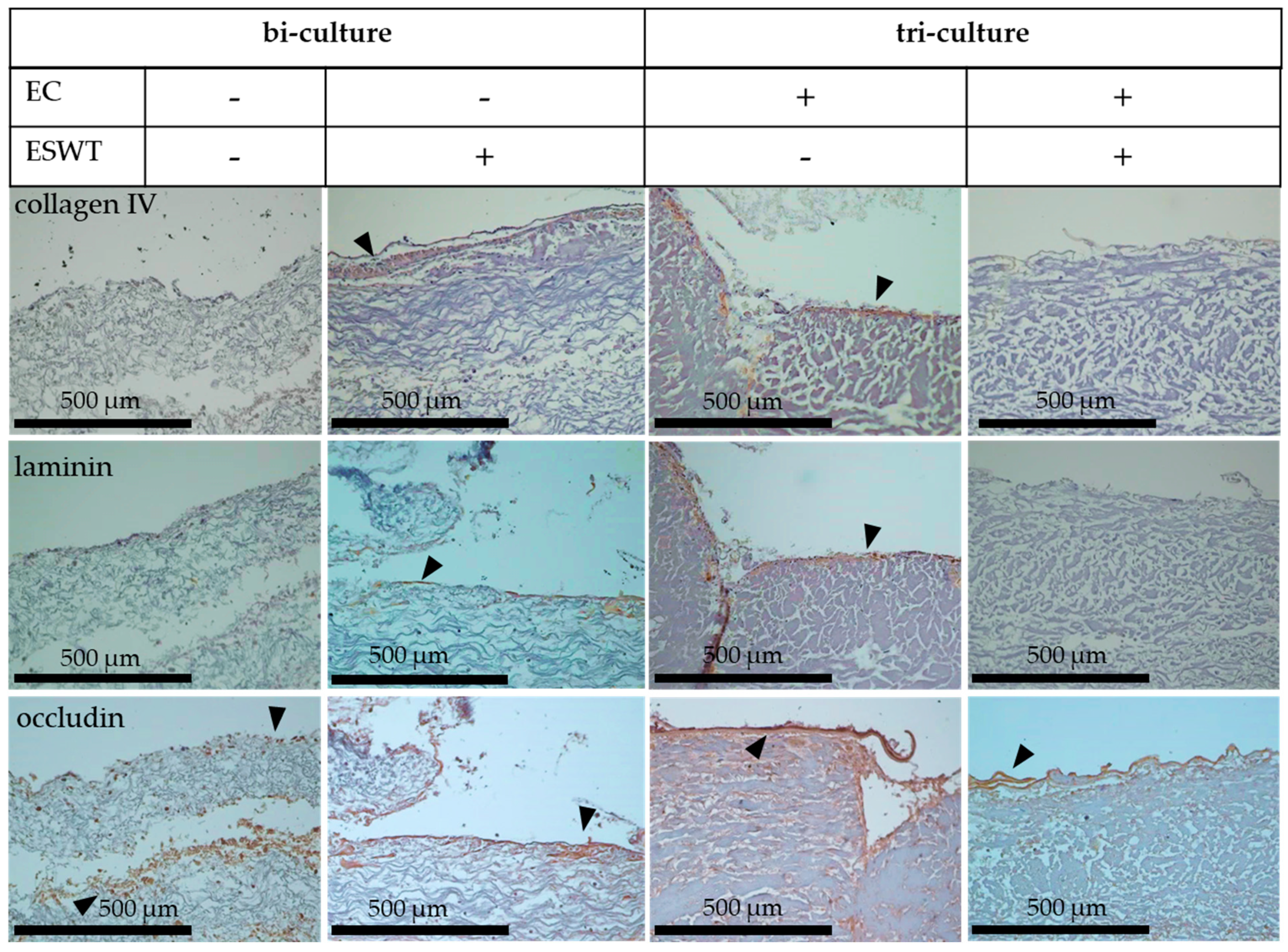 Biomedicines 10 00700 g009