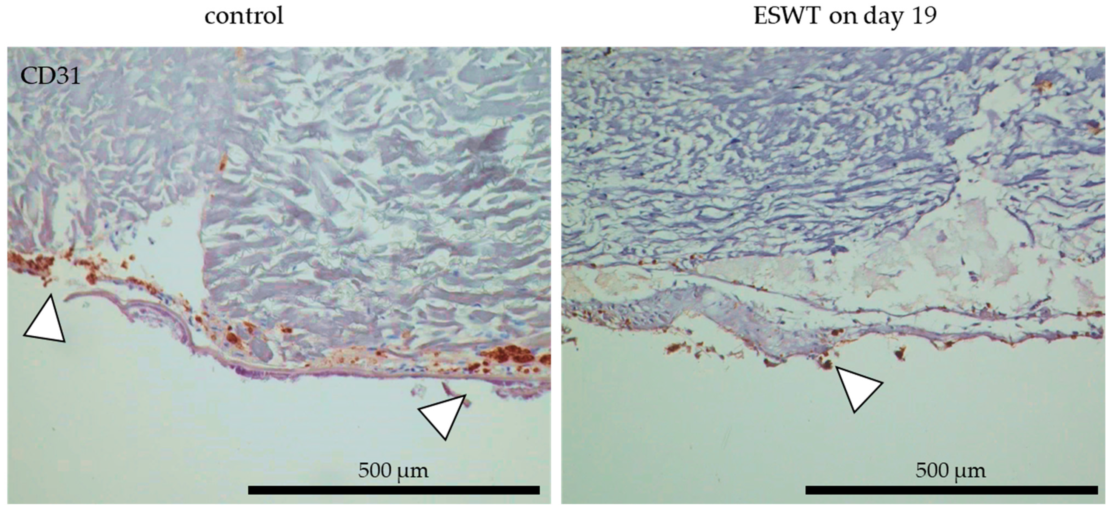 Biomedicines 10 00700 g010