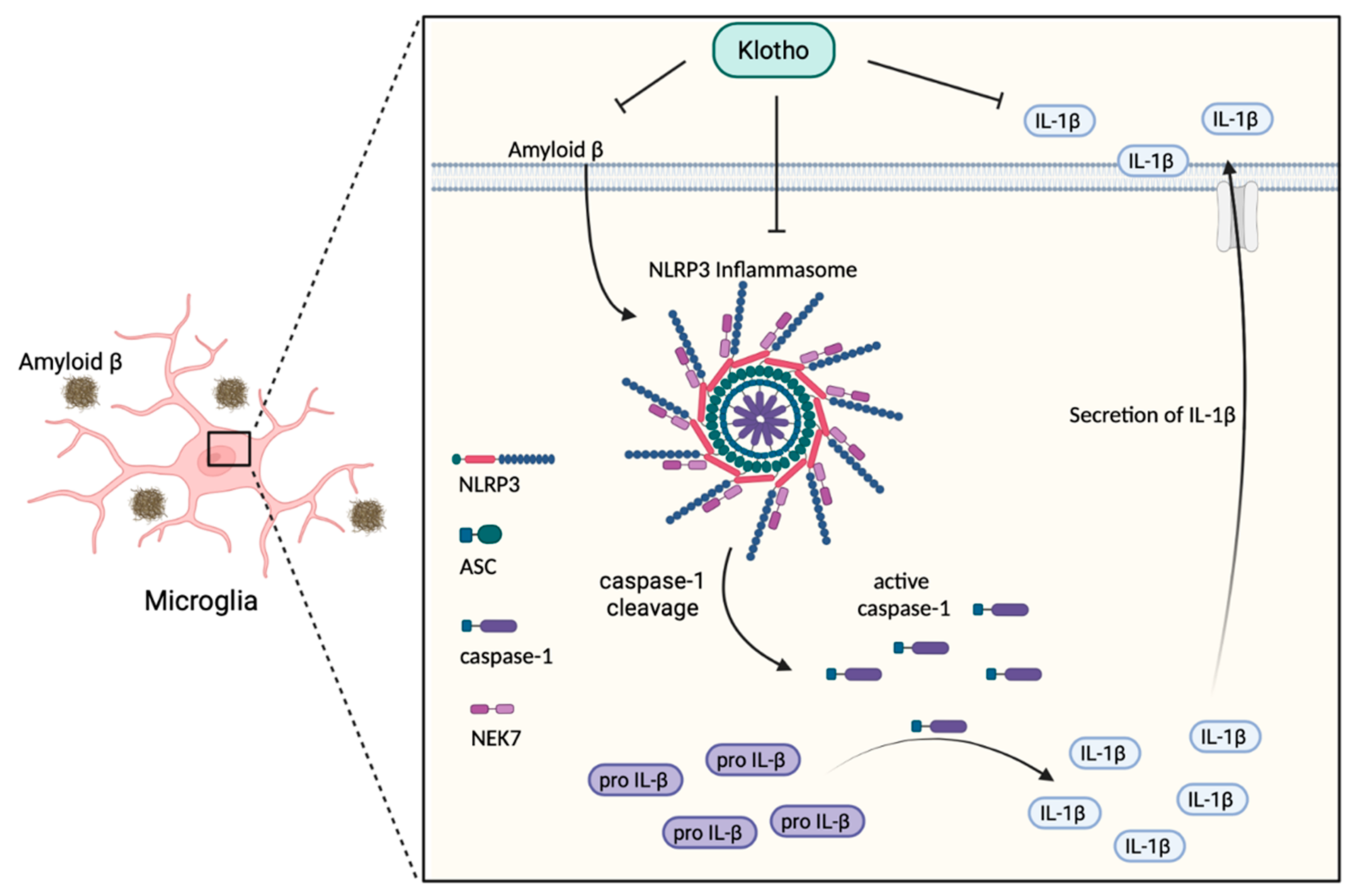 Biomedicines 10 00705 g002