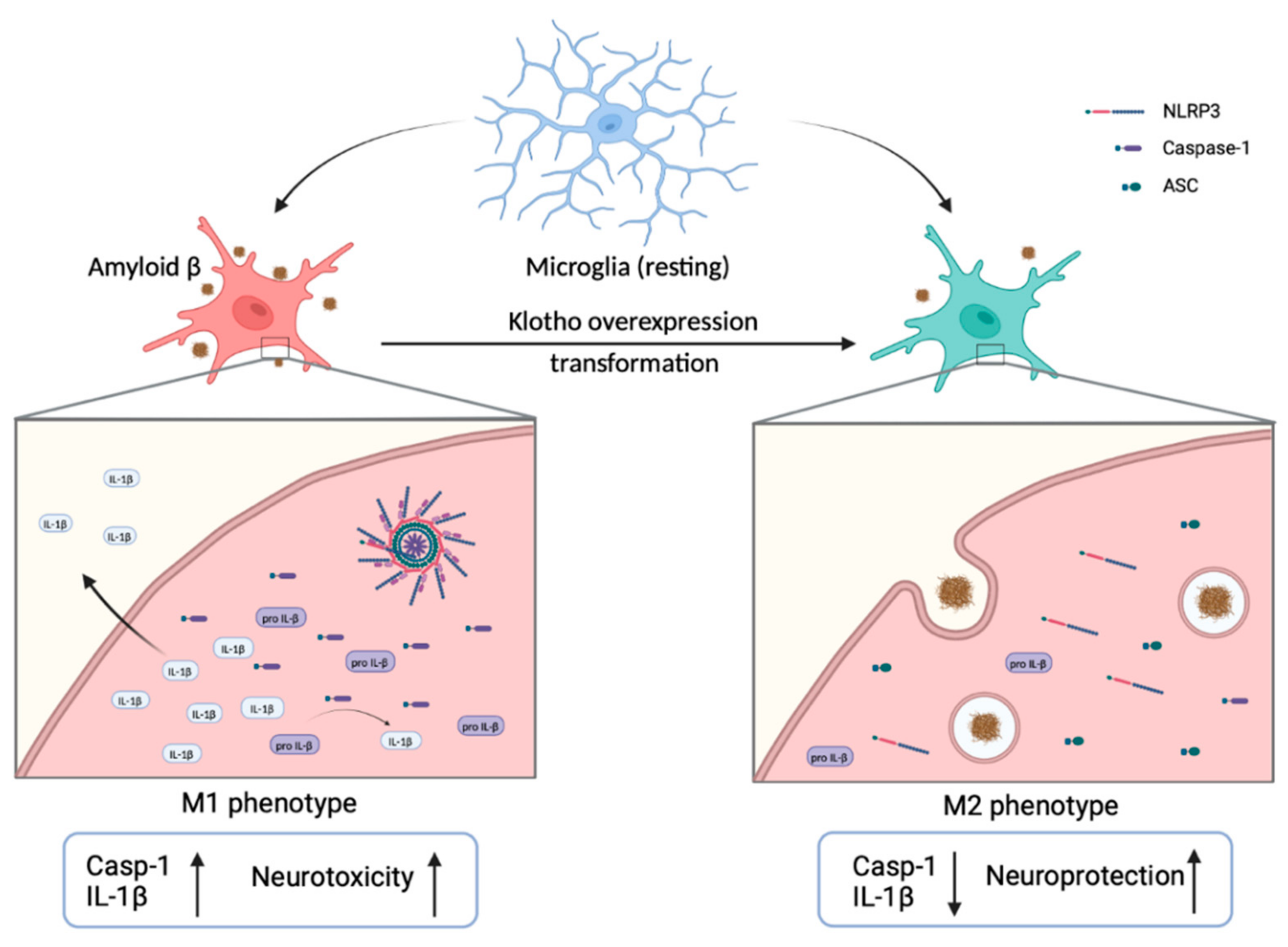 Biomedicines 10 00705 g003
