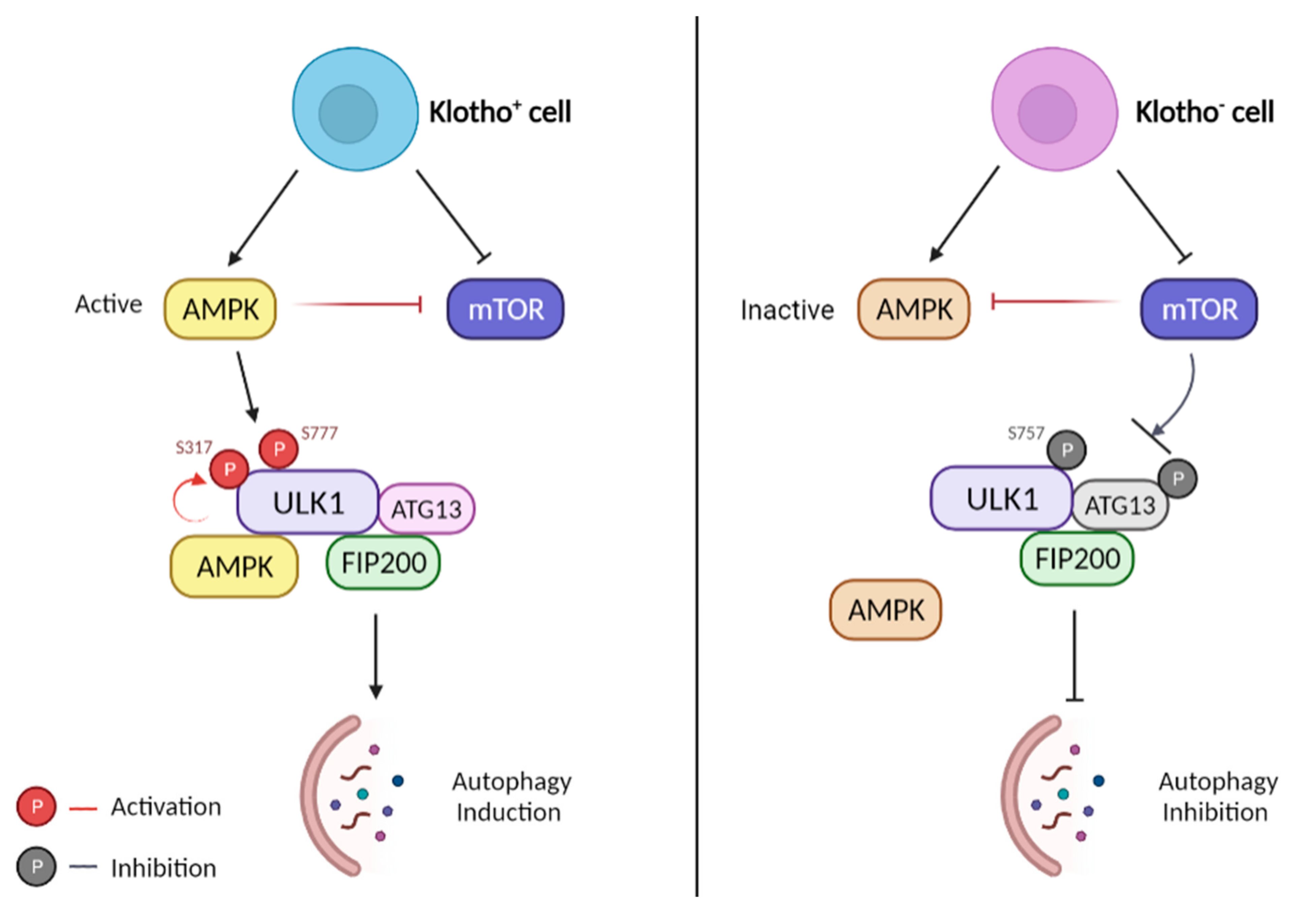 Biomedicines 10 00705 g004