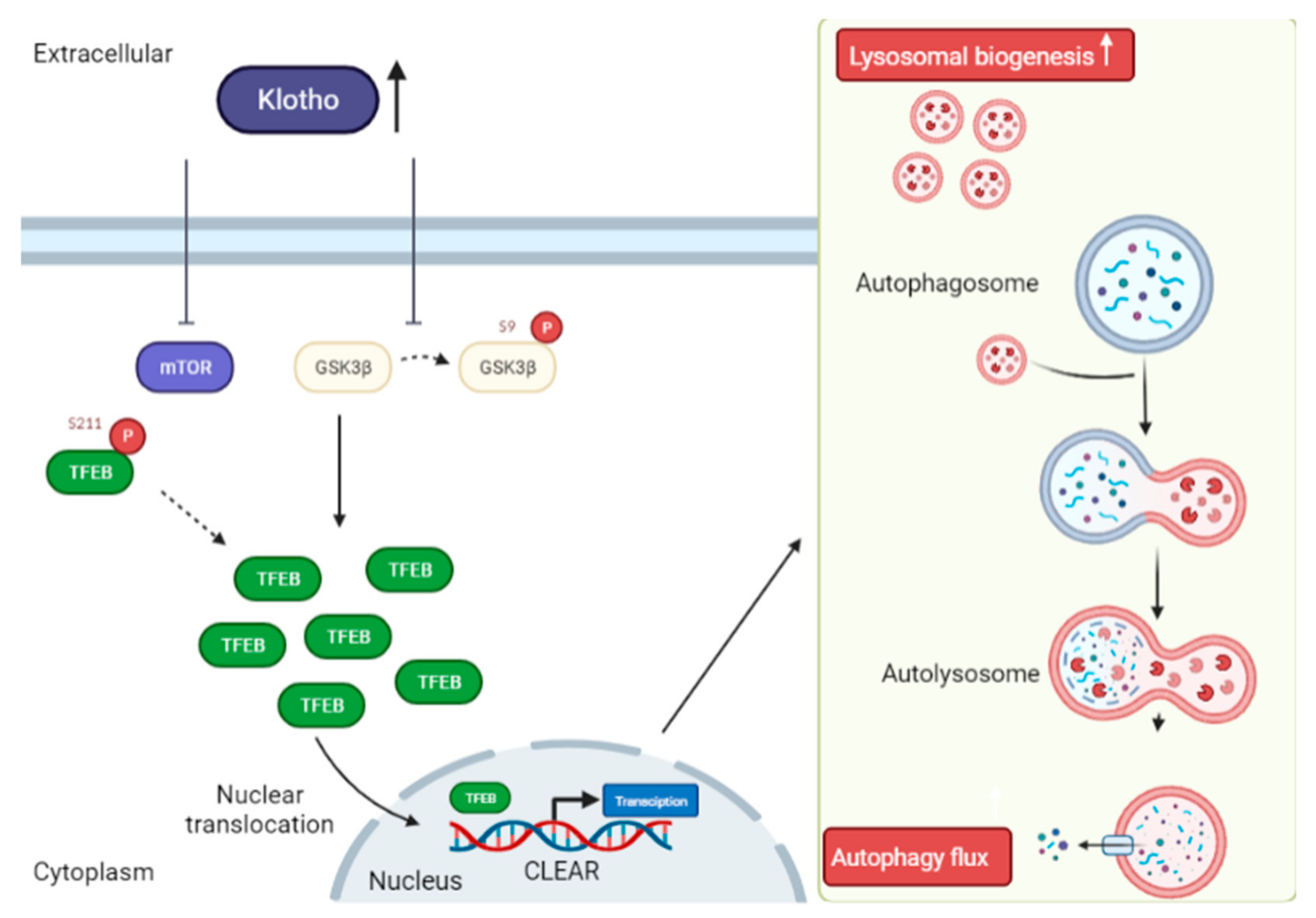 Biomedicines 10 00705 g005