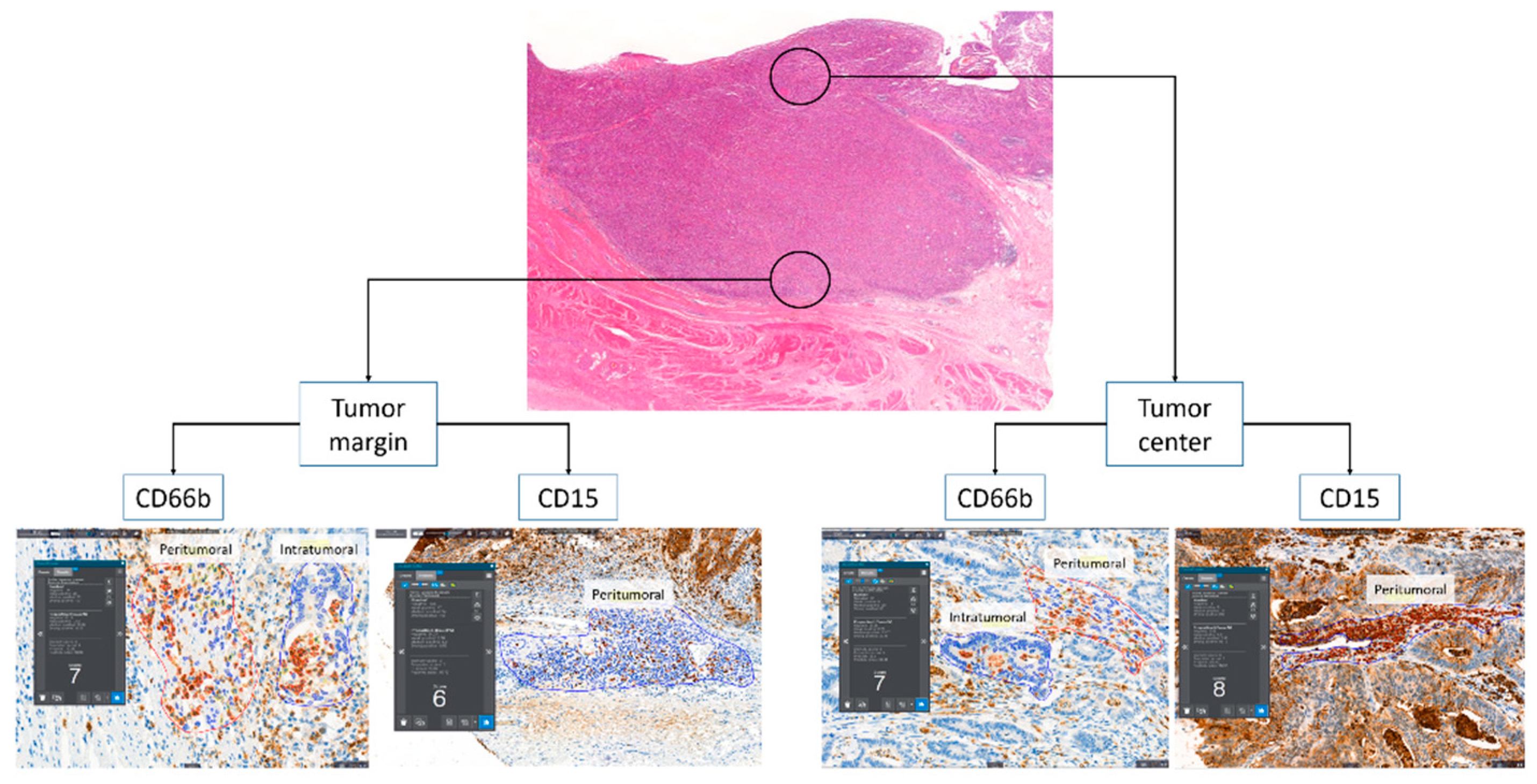 Biomedicines 10 00708 g001