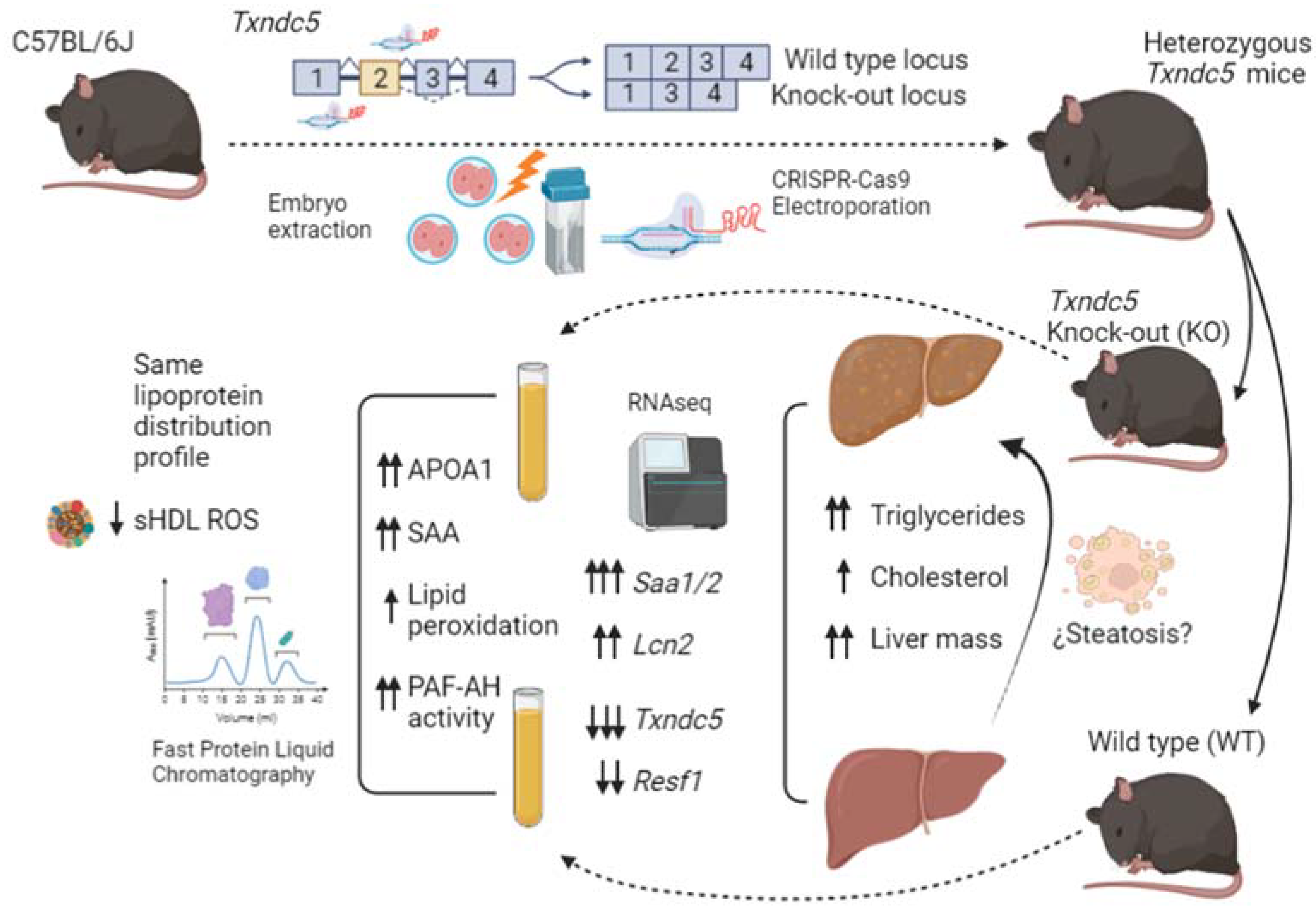 Biomedicines 10 00709 g007