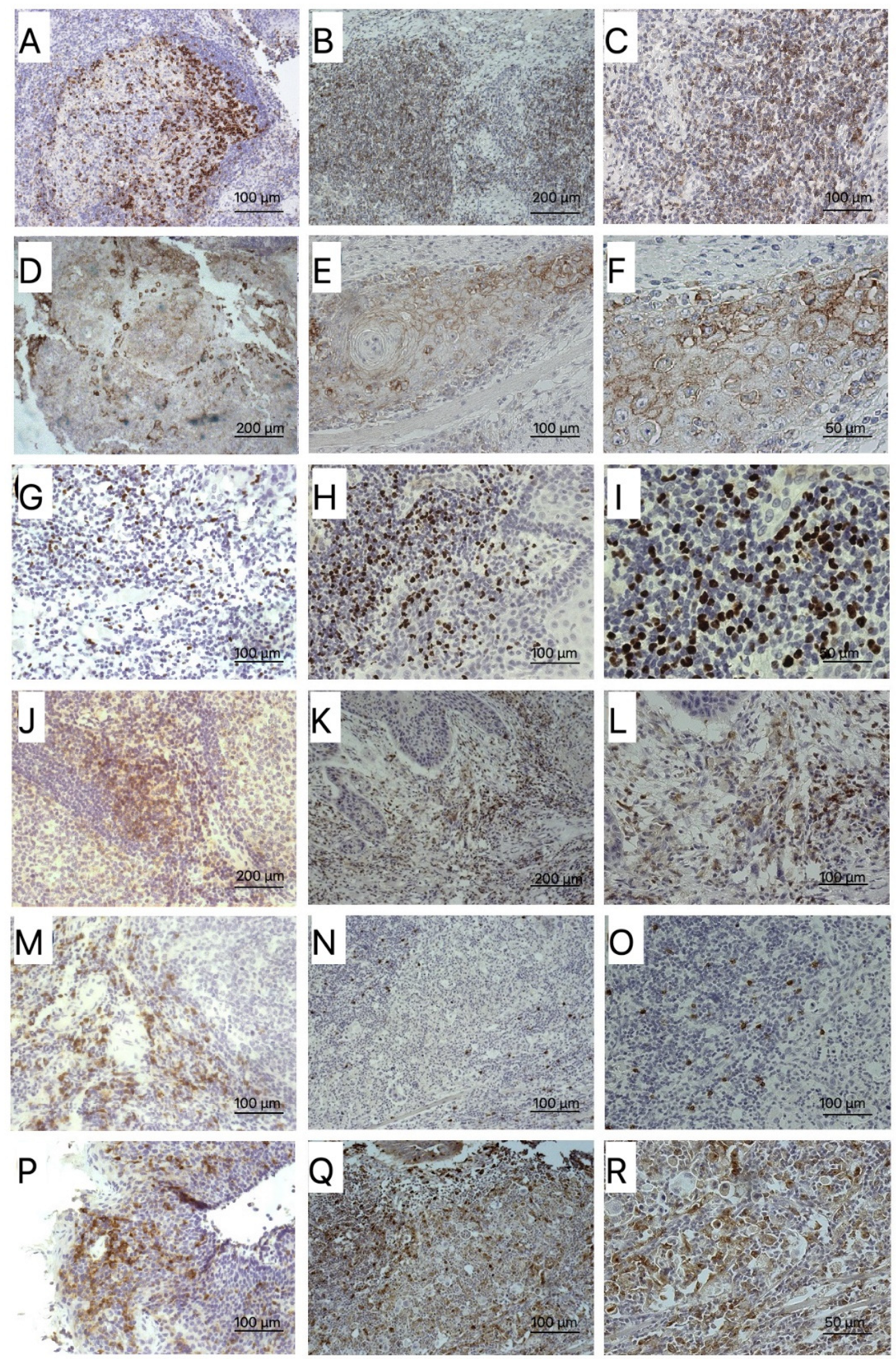 Biomedicines 10 00710 g001