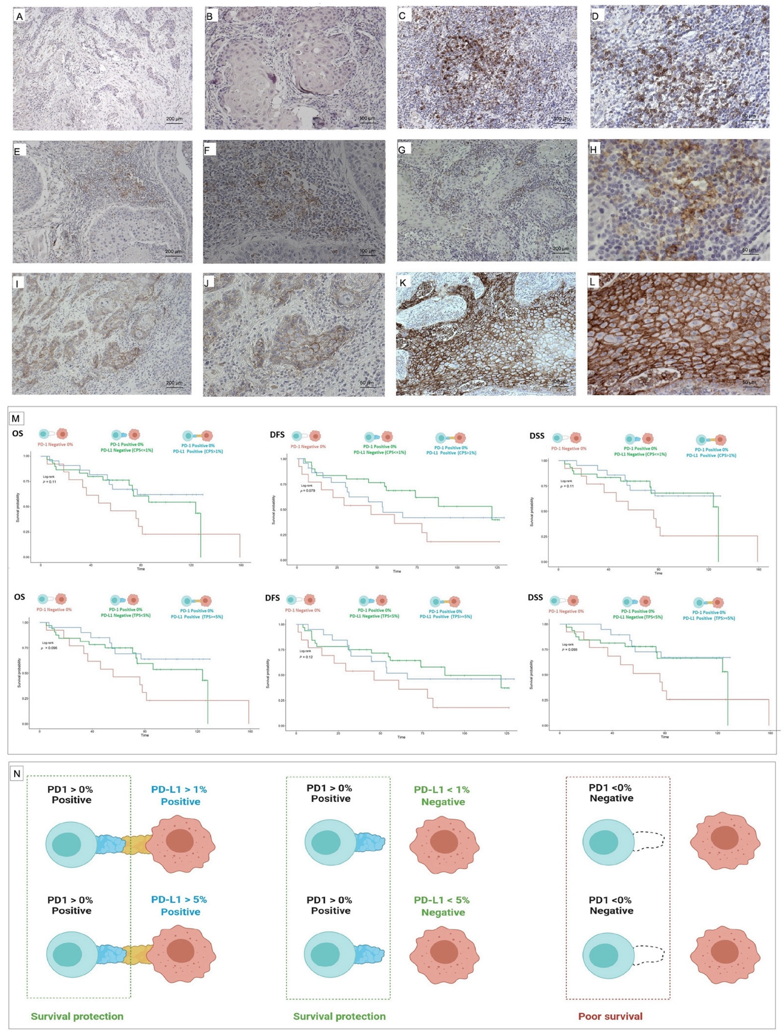 Biomedicines 10 00710 g003