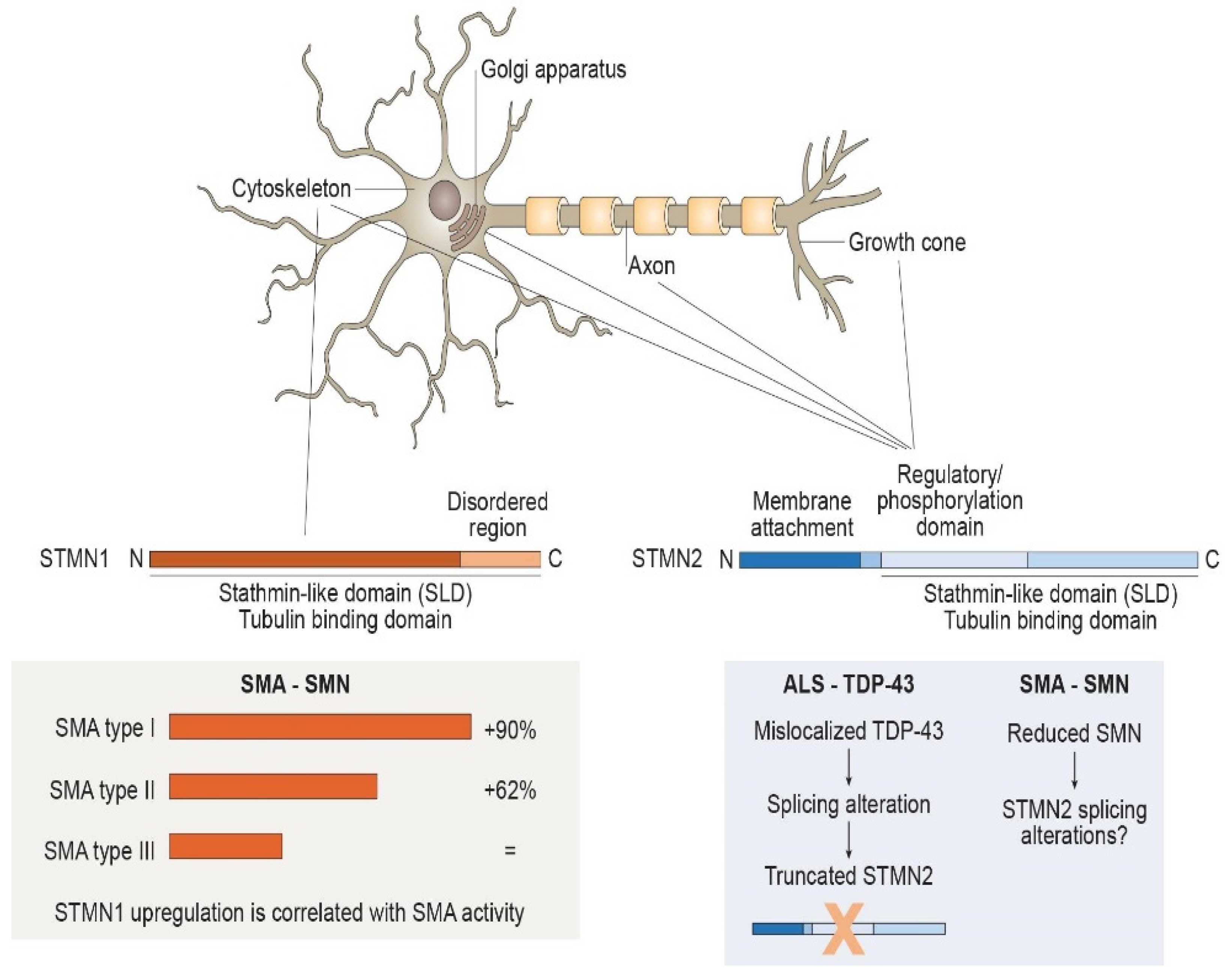 Biomedicines 10 00711 g001