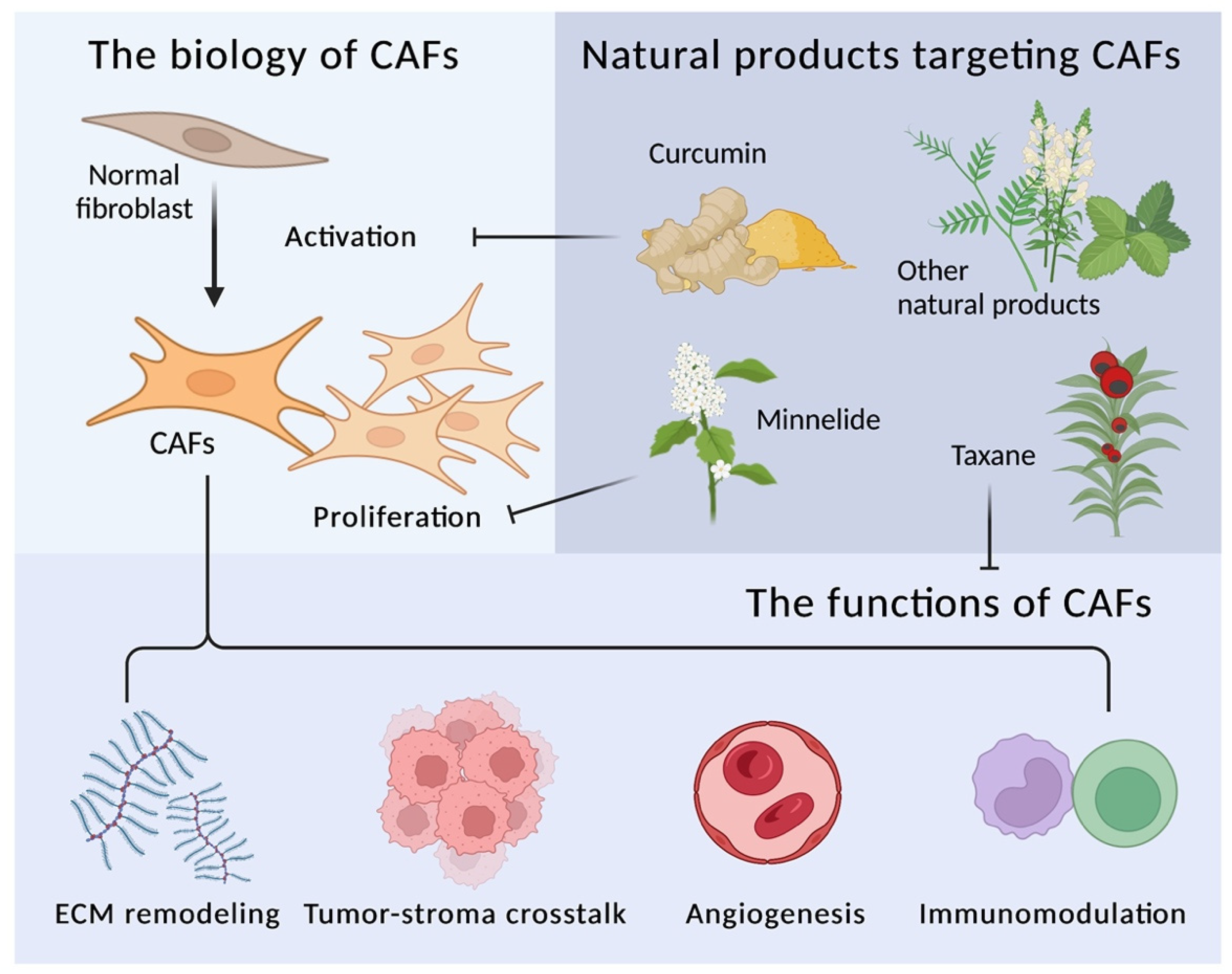 Biomedicines 10 00713 g001