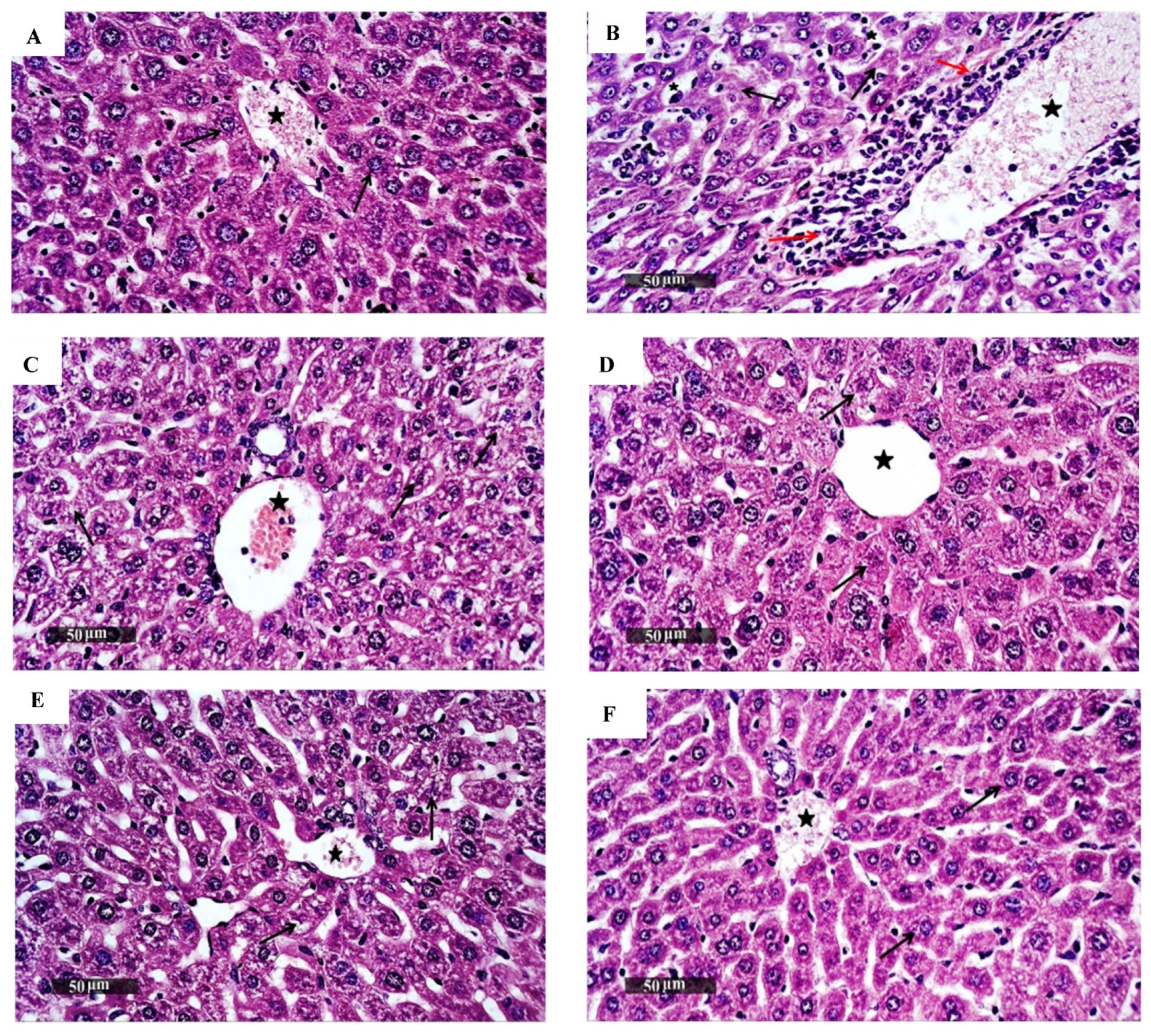 Biomedicines 10 00722 g002