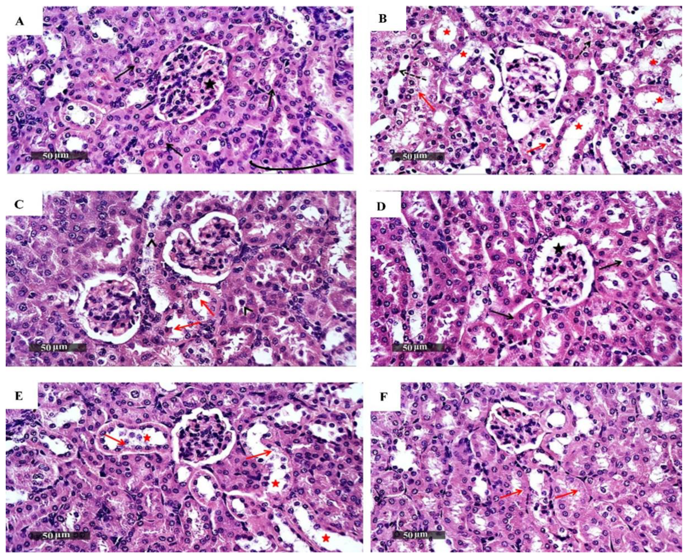 Biomedicines 10 00722 g003