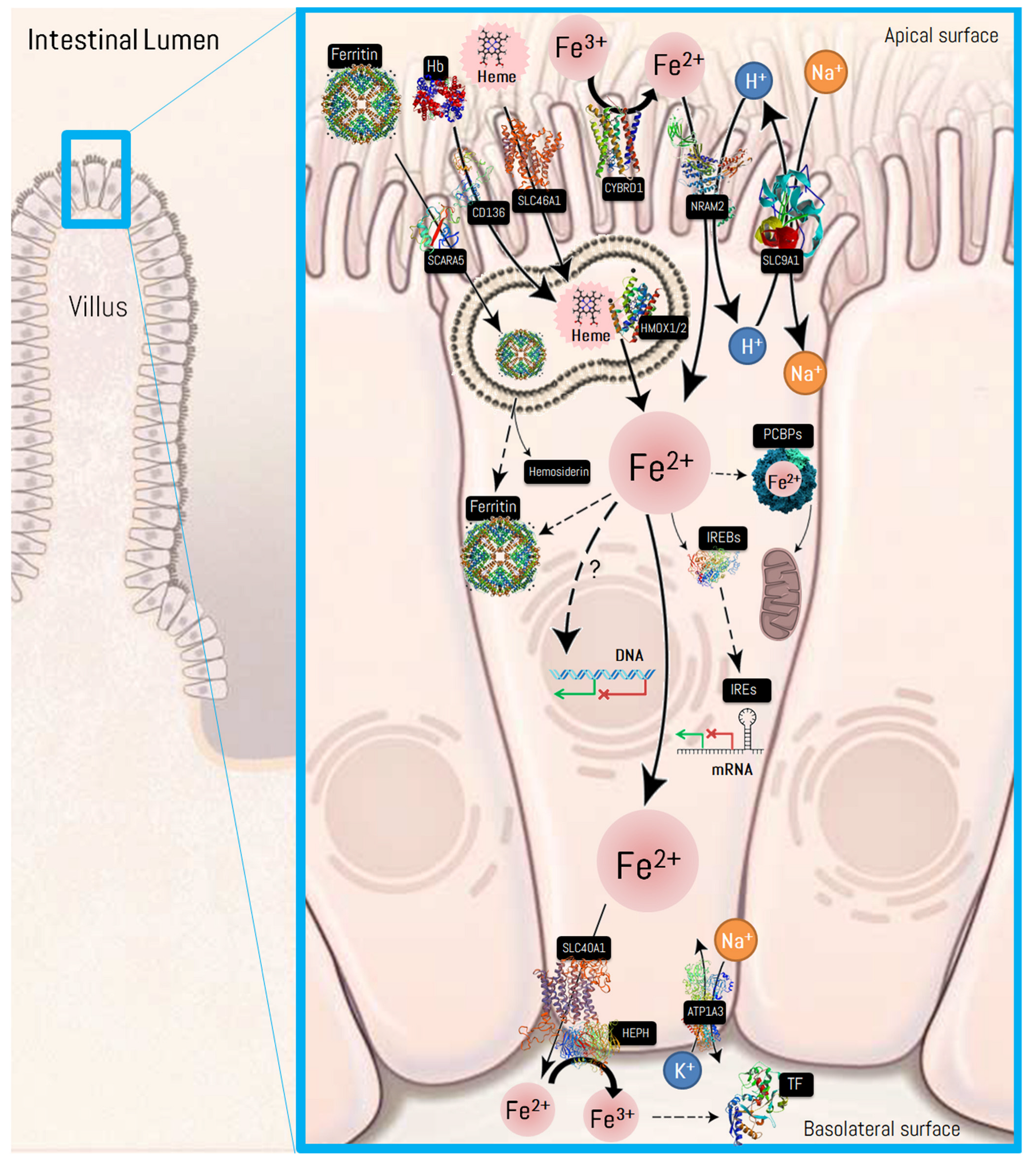 Biomedicines 10 00724 g003