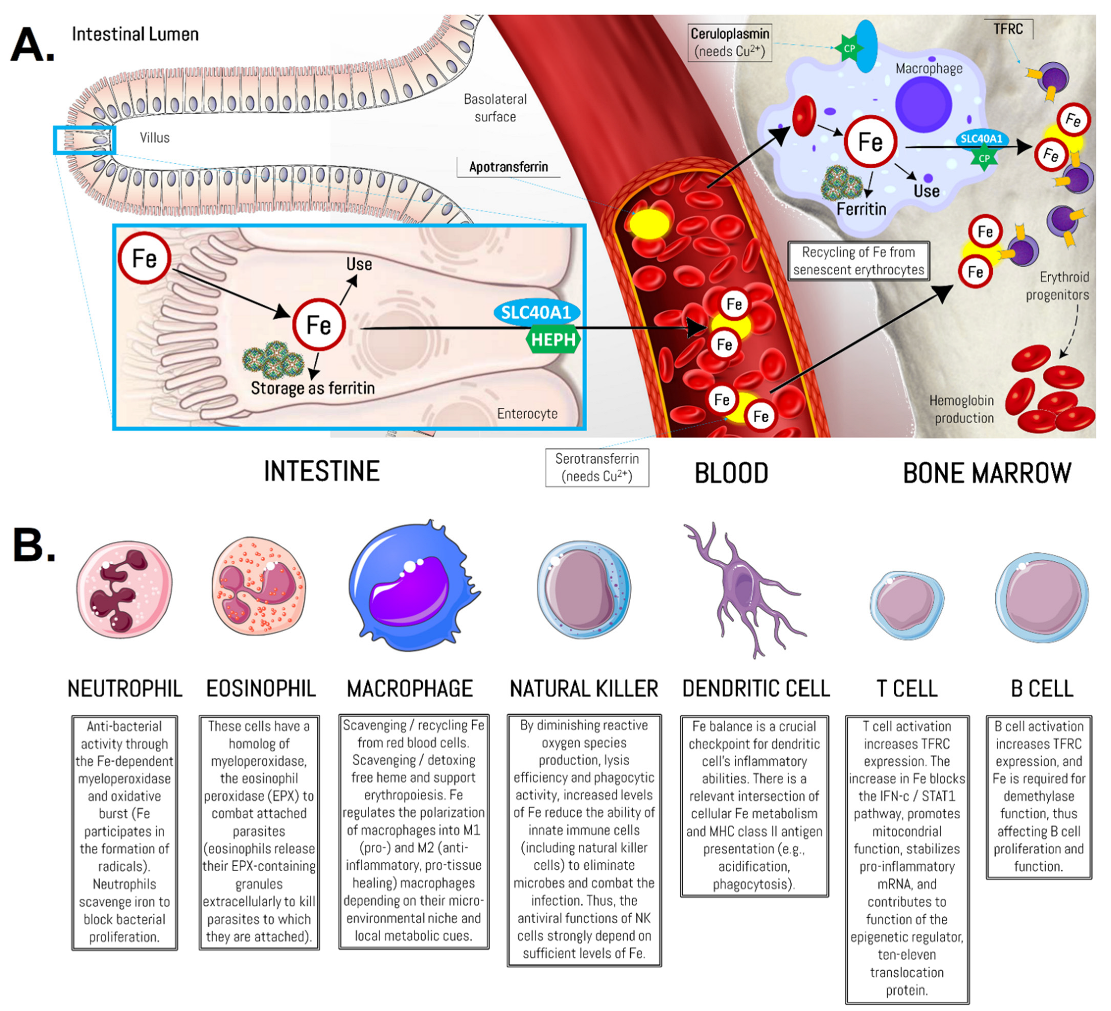 Biomedicines 10 00724 g004
