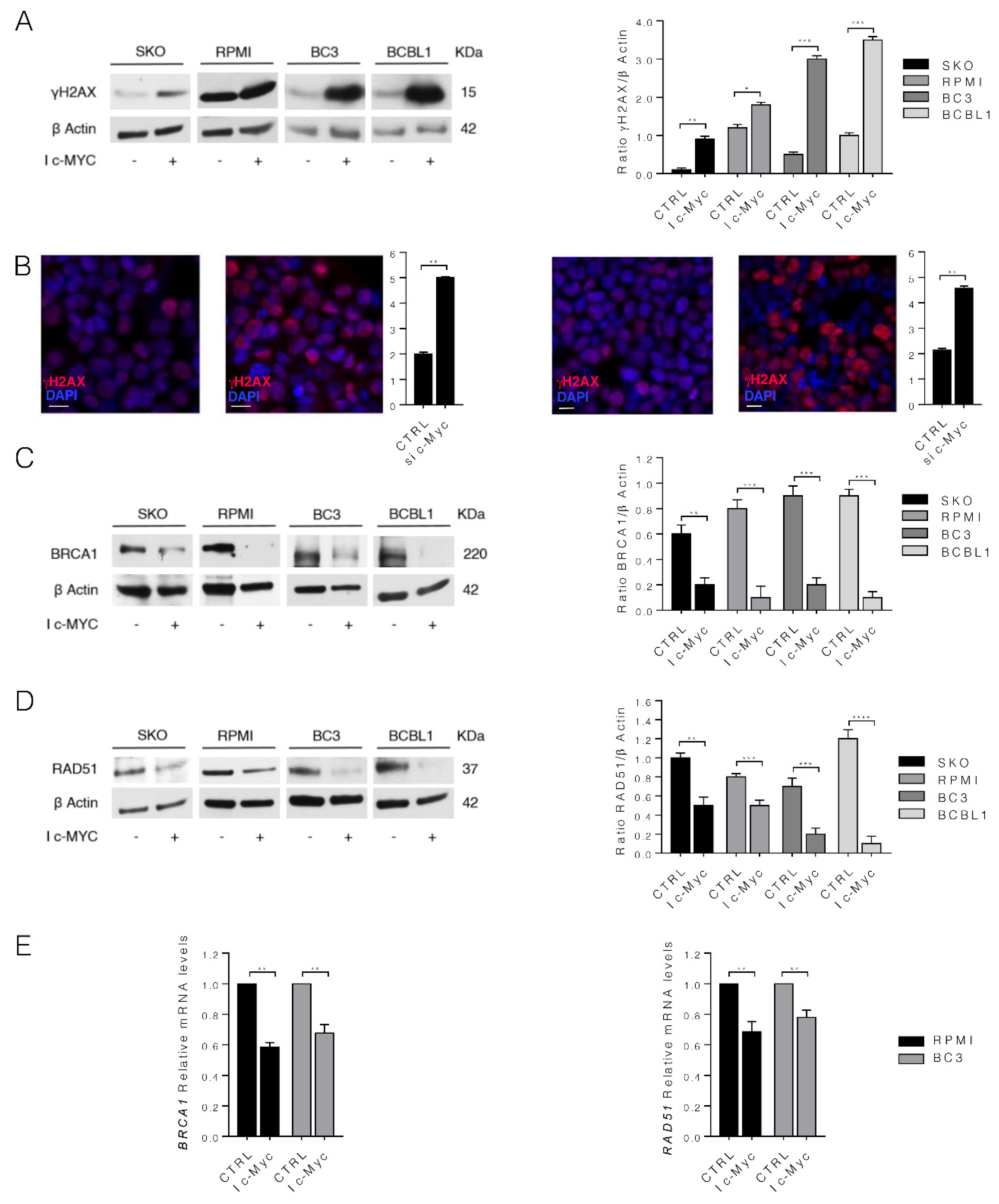Biomedicines 10 00731 g003