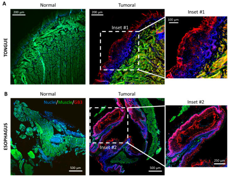 Biomedicines 10 00732 g002 Biomedicines 10 00732 g002