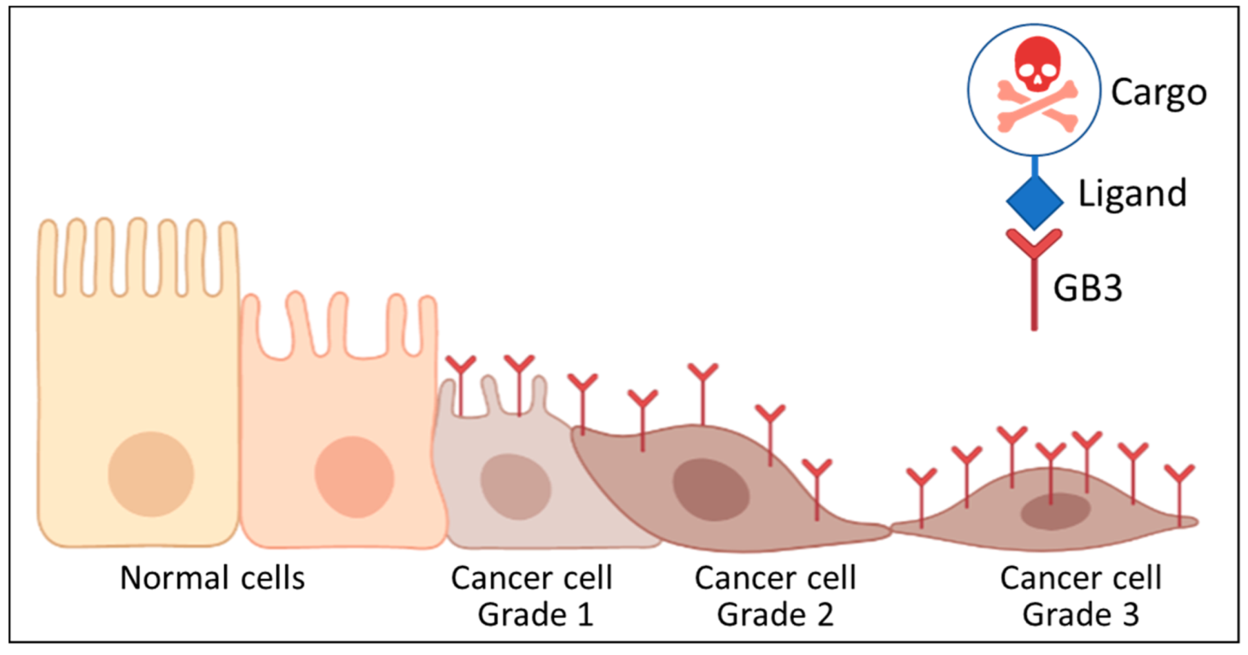 Biomedicines 10 00732 g004 Biomedicines 10 00732 g004