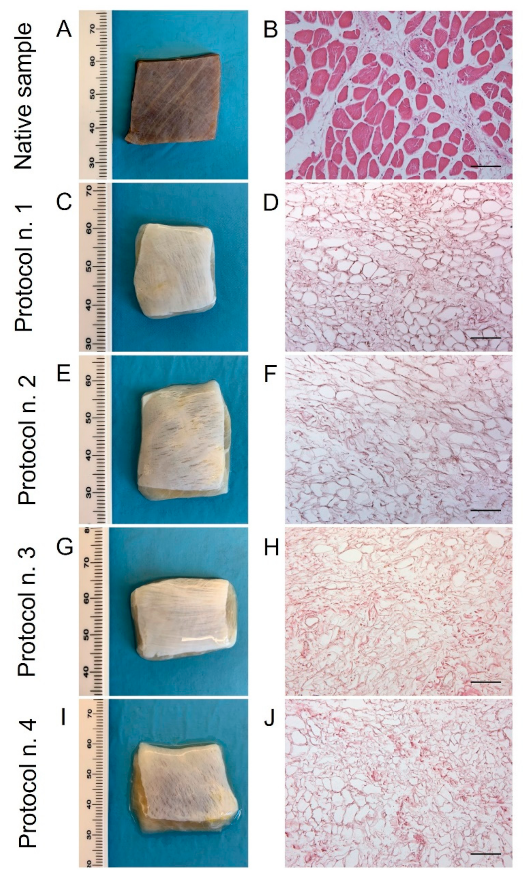 Biomedicines 10 00739 g001