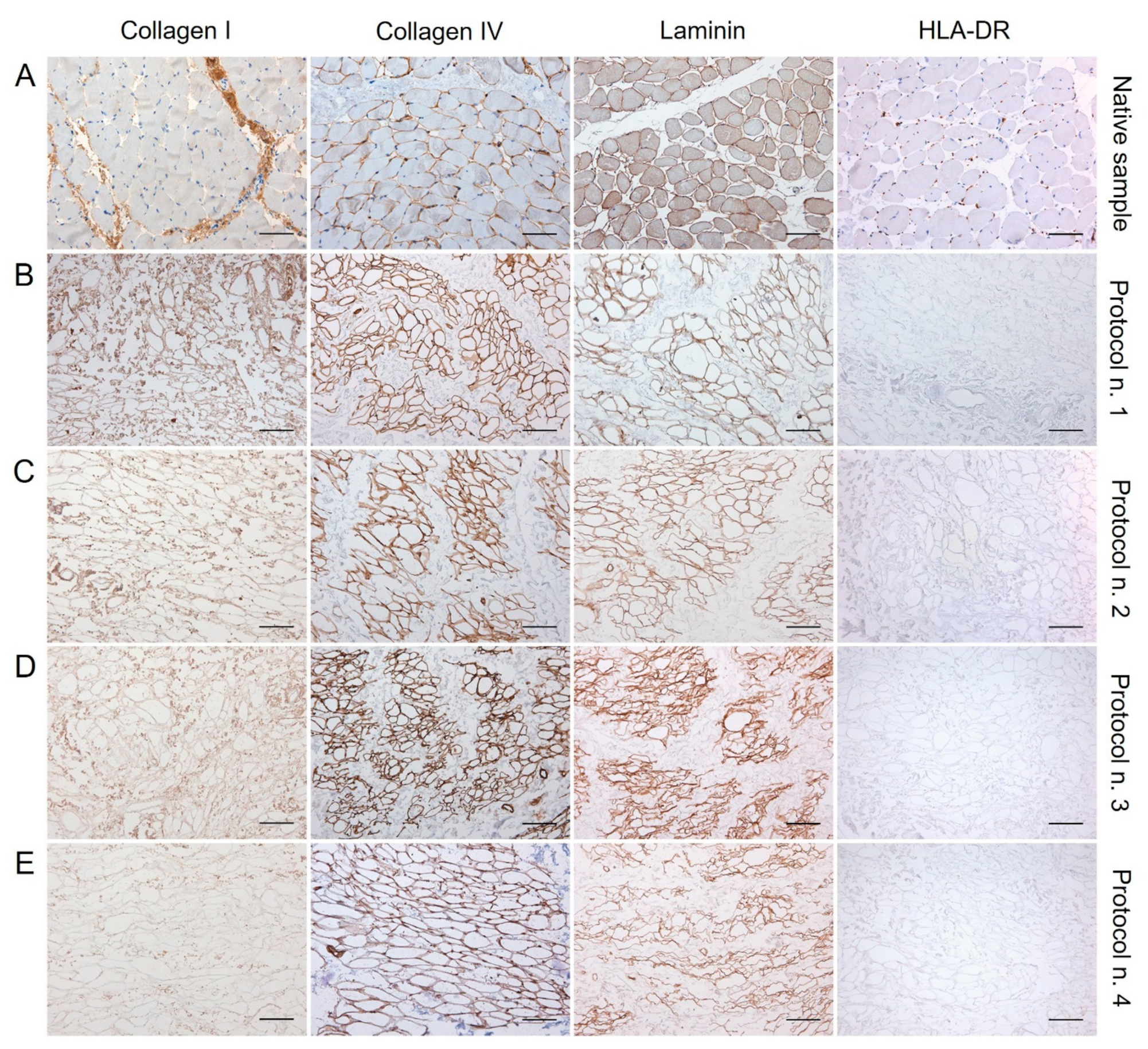 Biomedicines 10 00739 g003