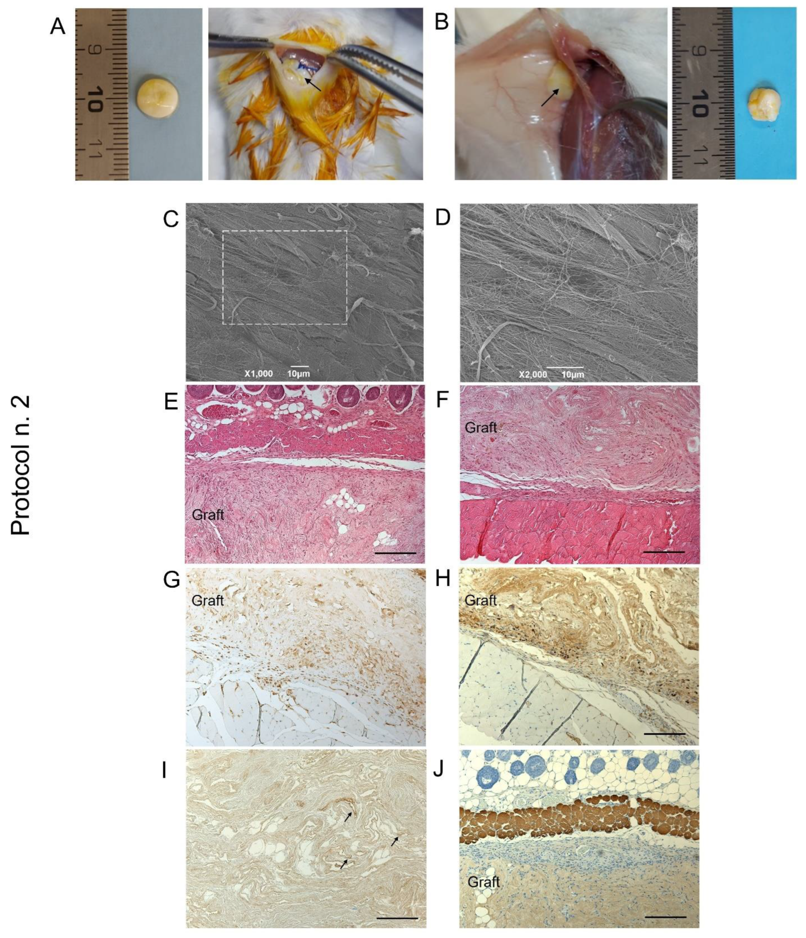 Biomedicines 10 00739 g008