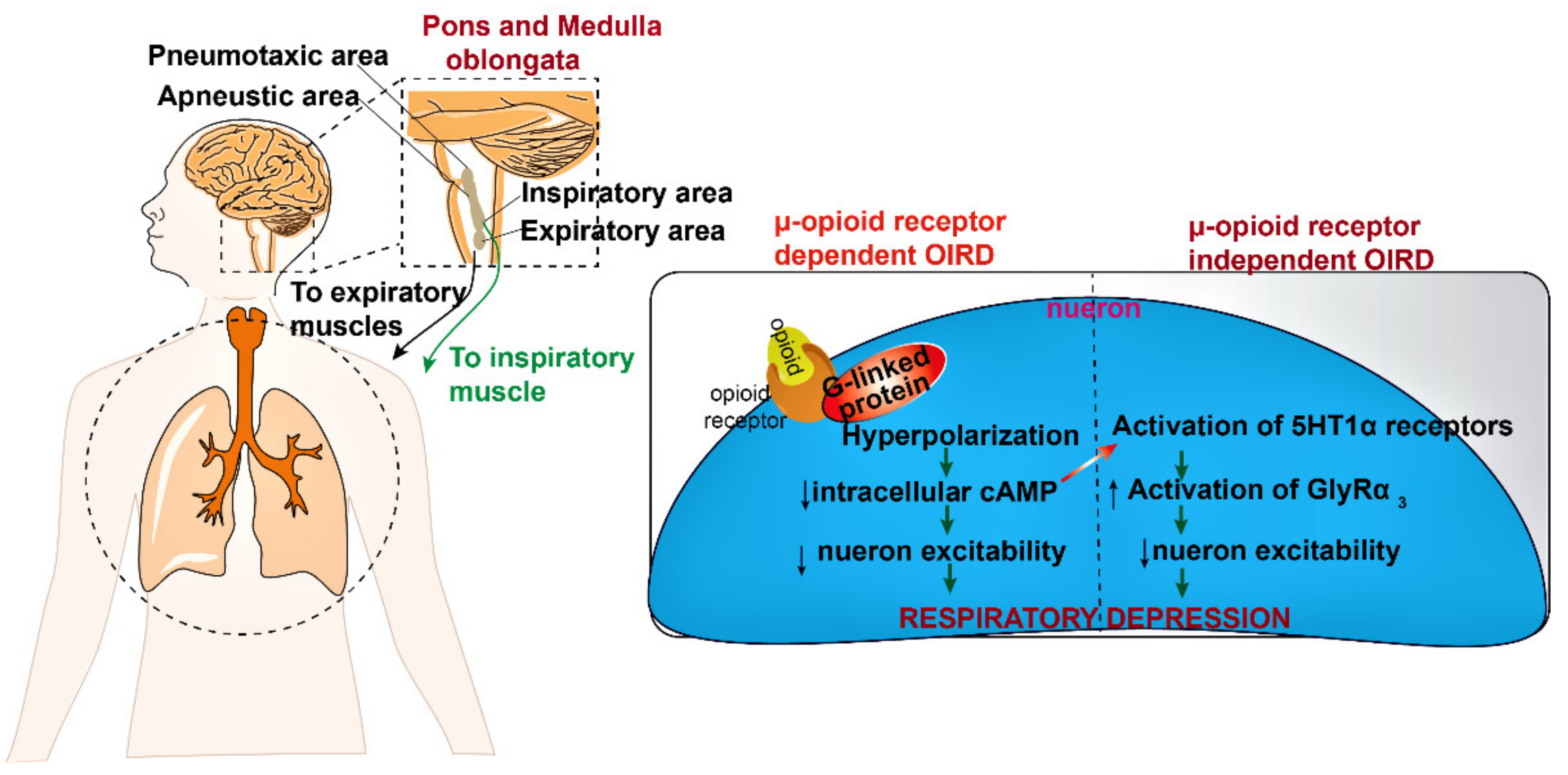 Biomedicines 10 00743 g003