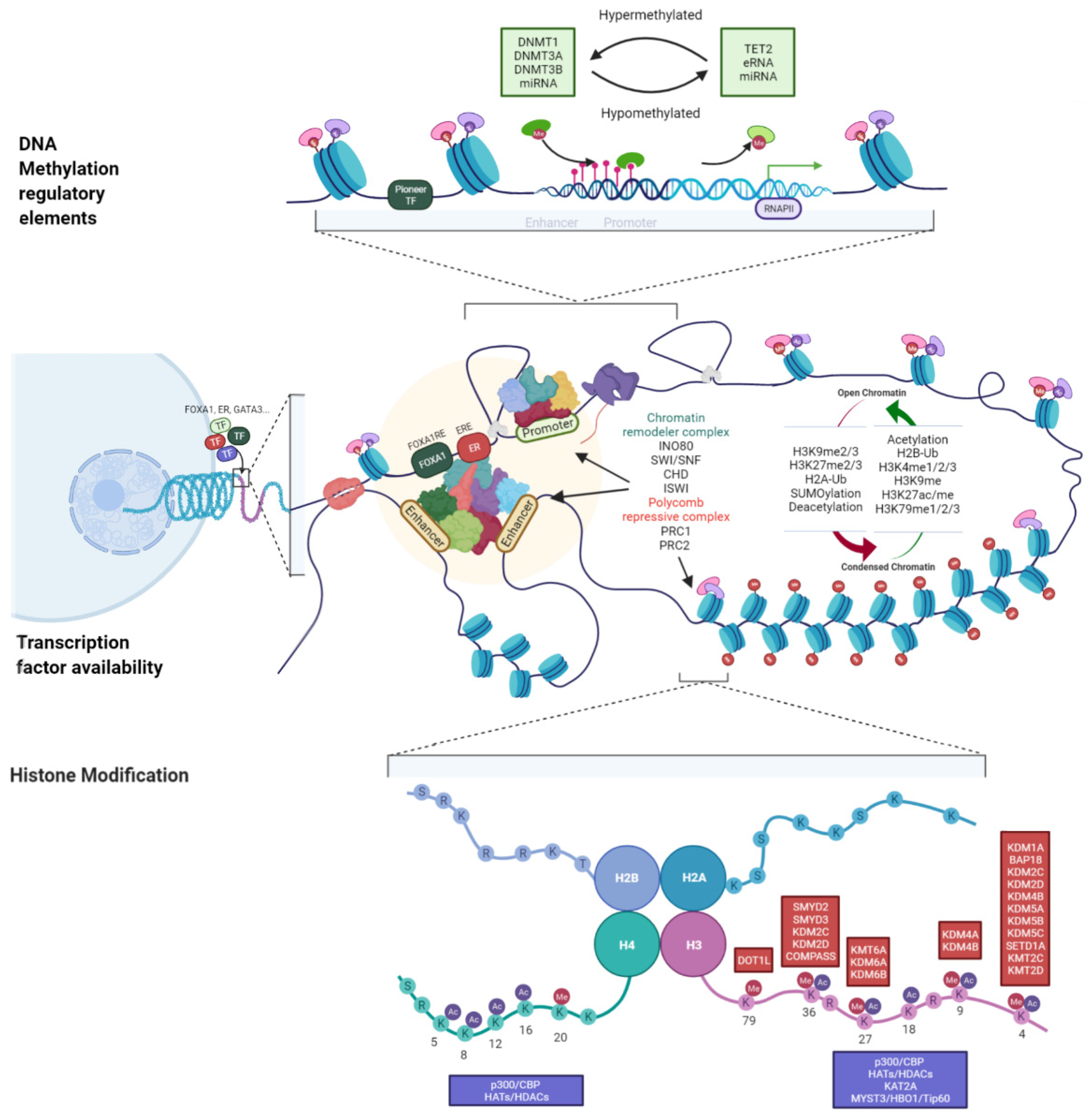 Biomedicines 10 00748 g001