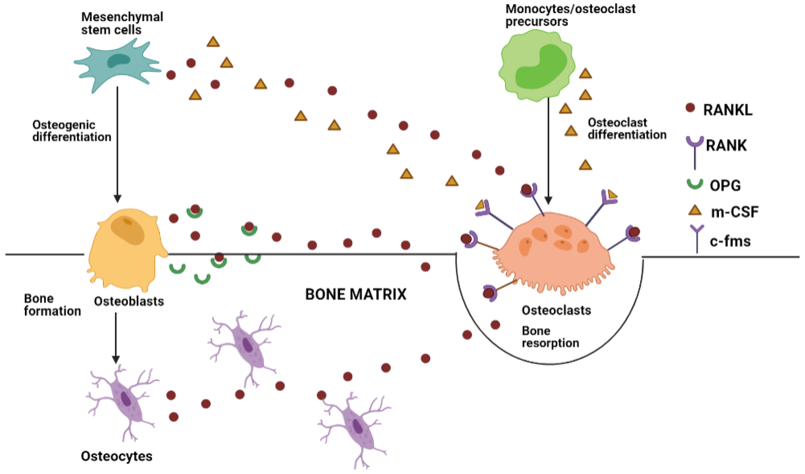 Biomedicines 10 00767 g001