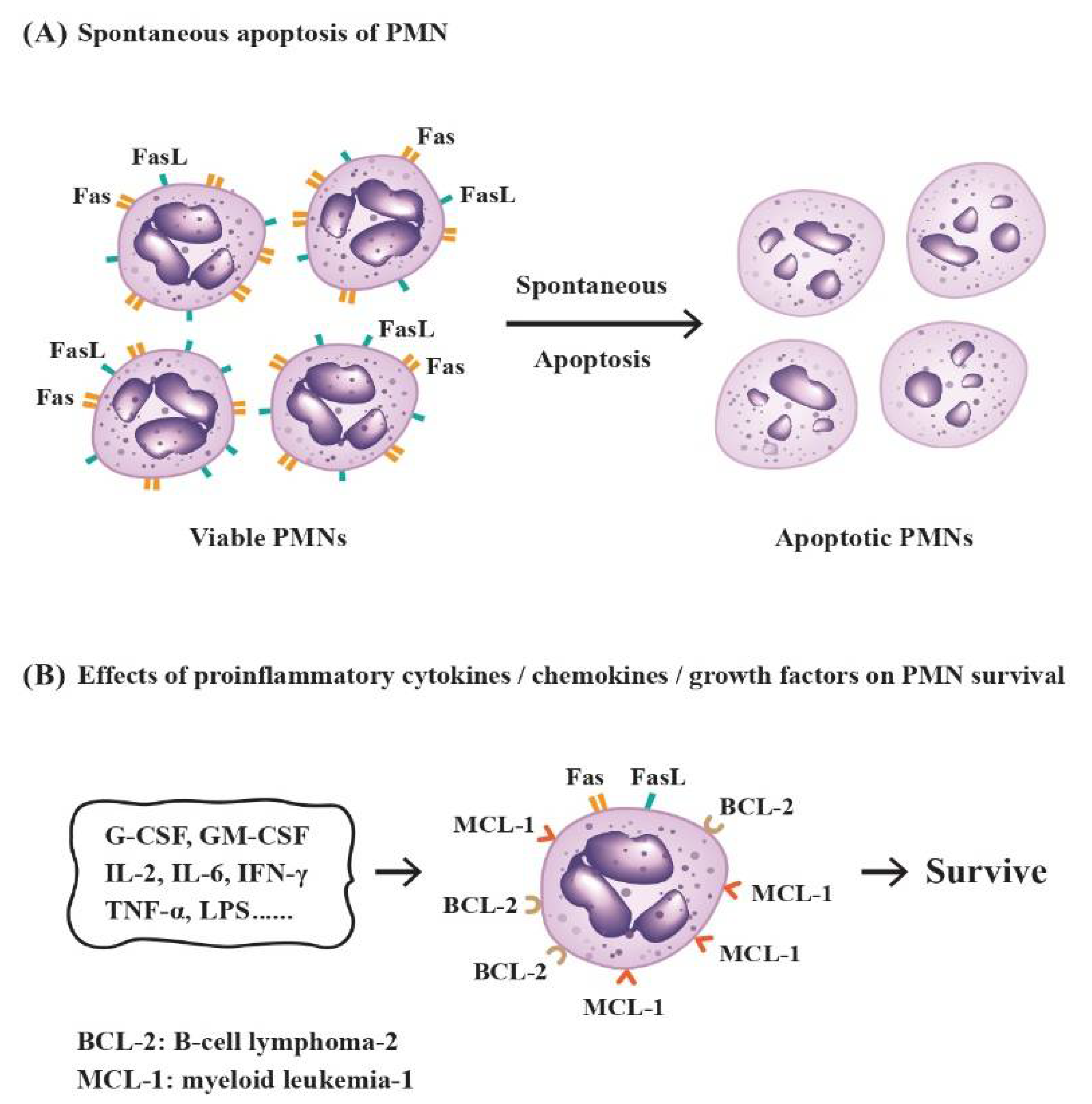 Biomedicines 10 00773 g003