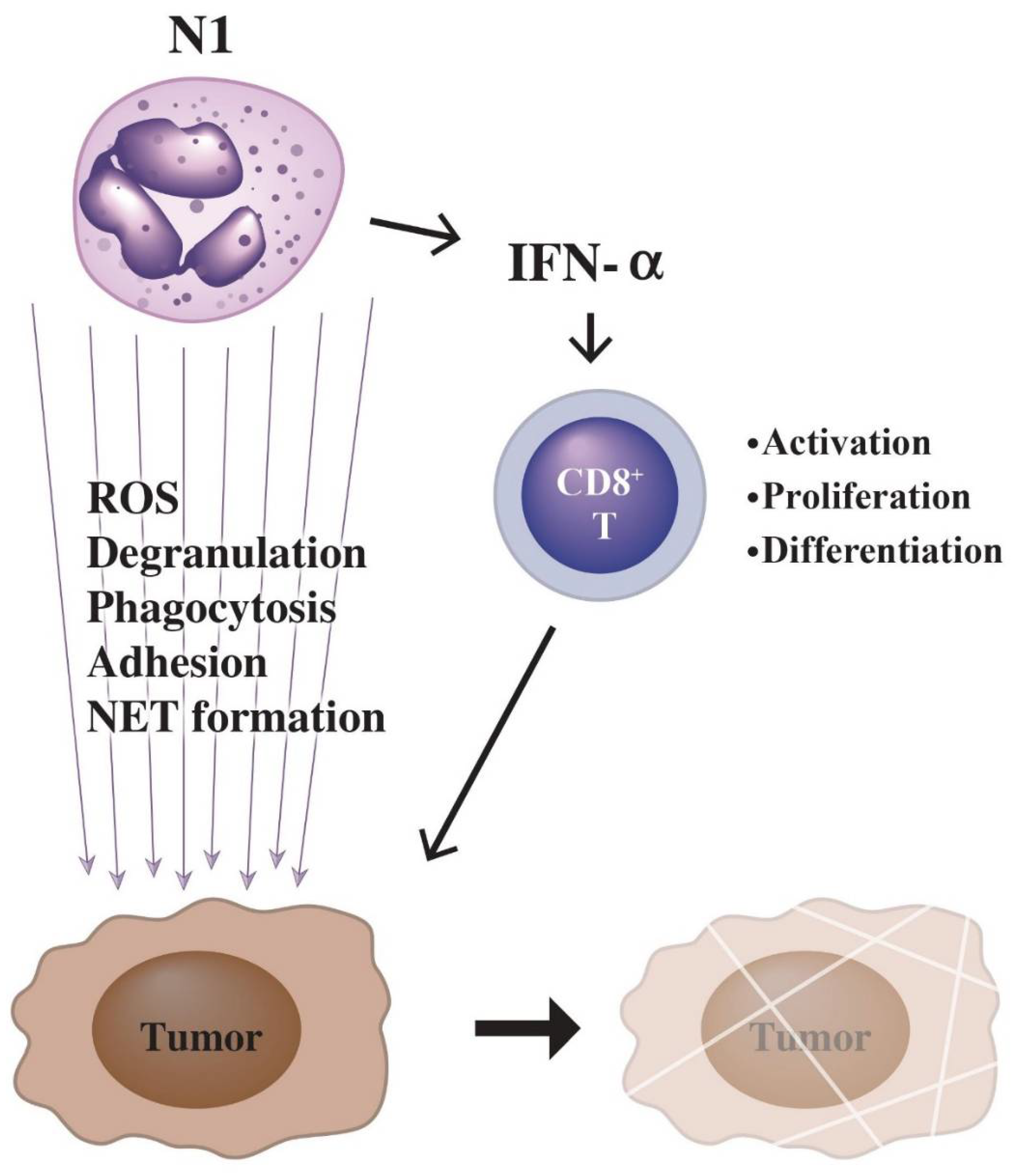 Biomedicines 10 00773 g004