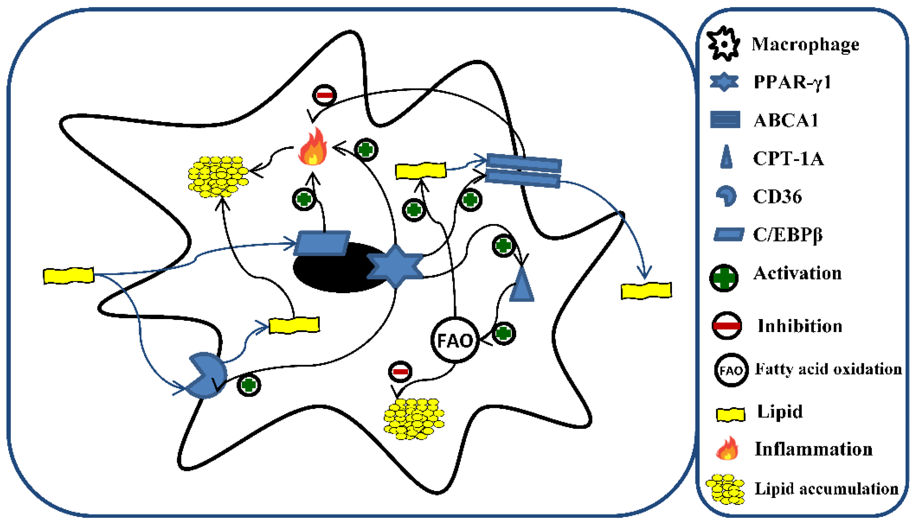 Biomedicines 10 00775 g001
