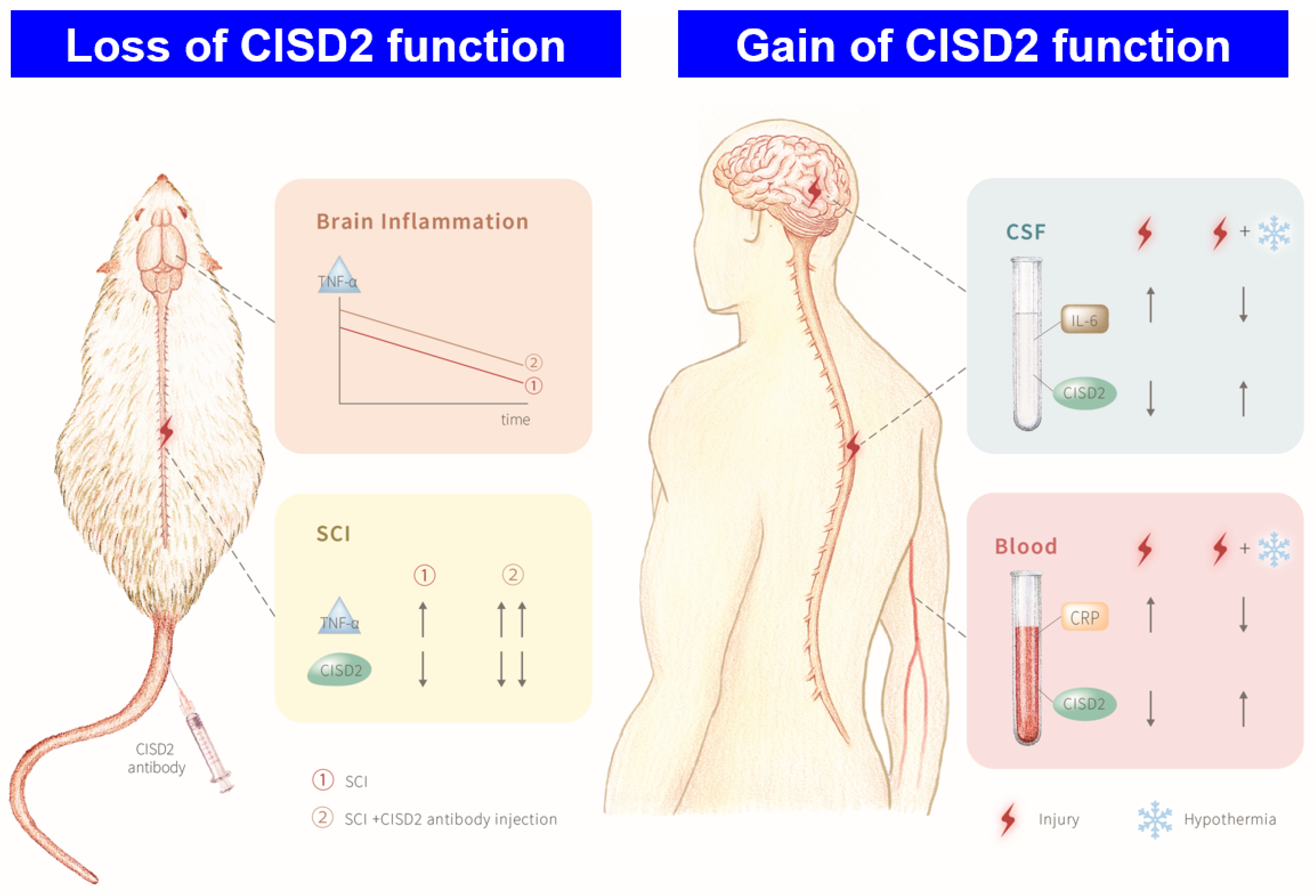Biomedicines 10 00777 sch001 Biomedicines 10 00777 sch001