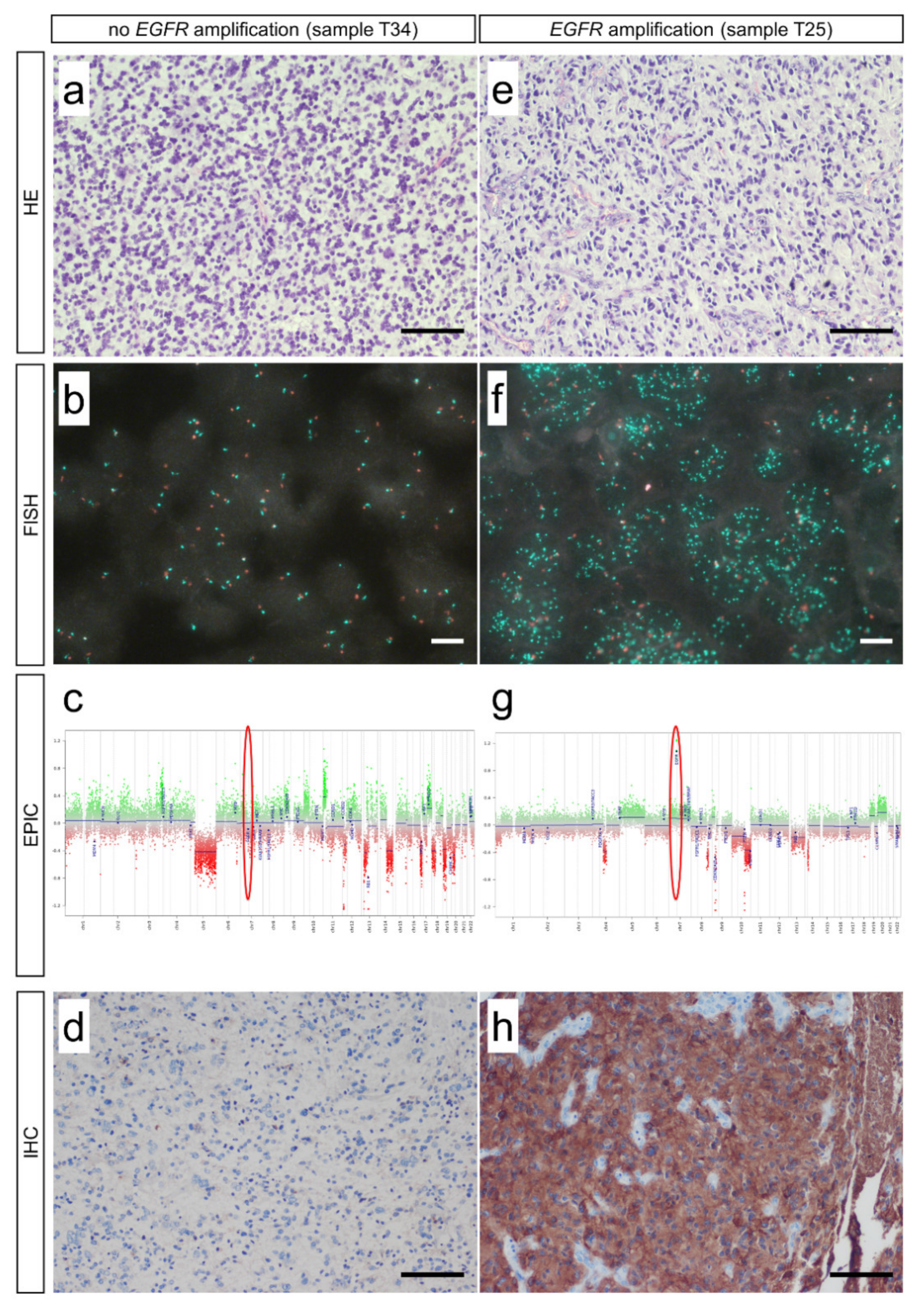 Biomedicines 10 00794 g001