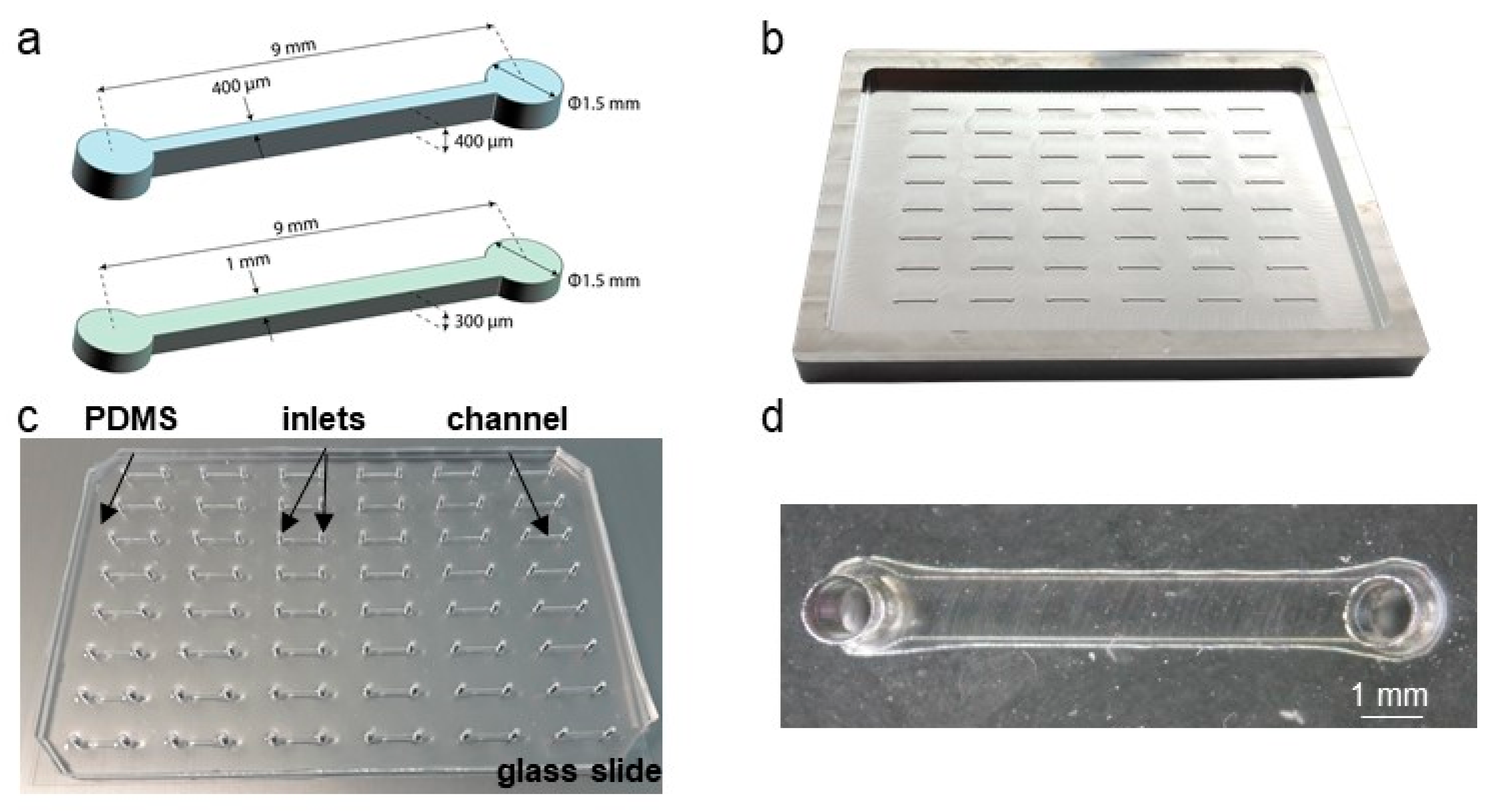 Biomedicines 10 00797 g002