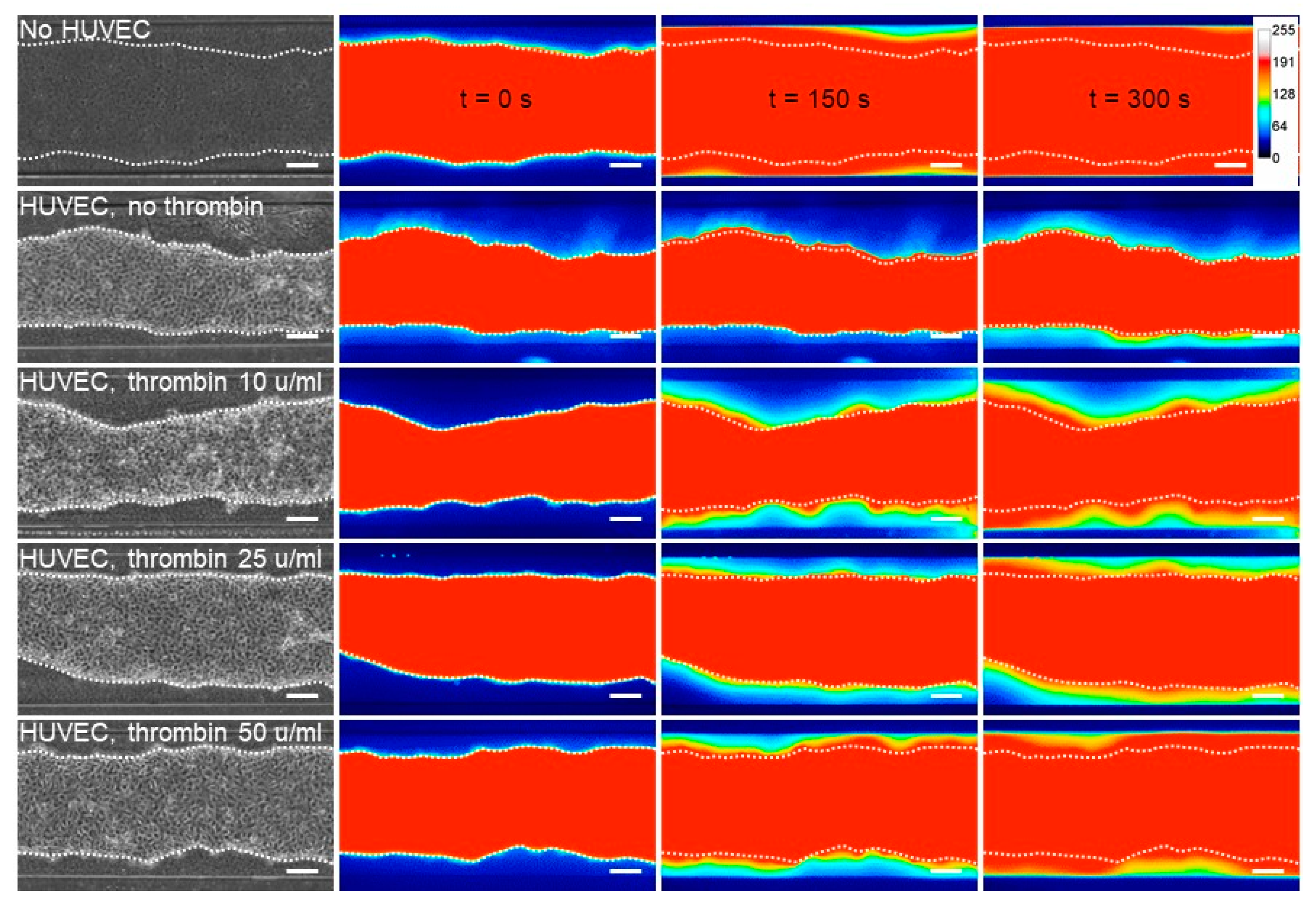Biomedicines 10 00797 g006