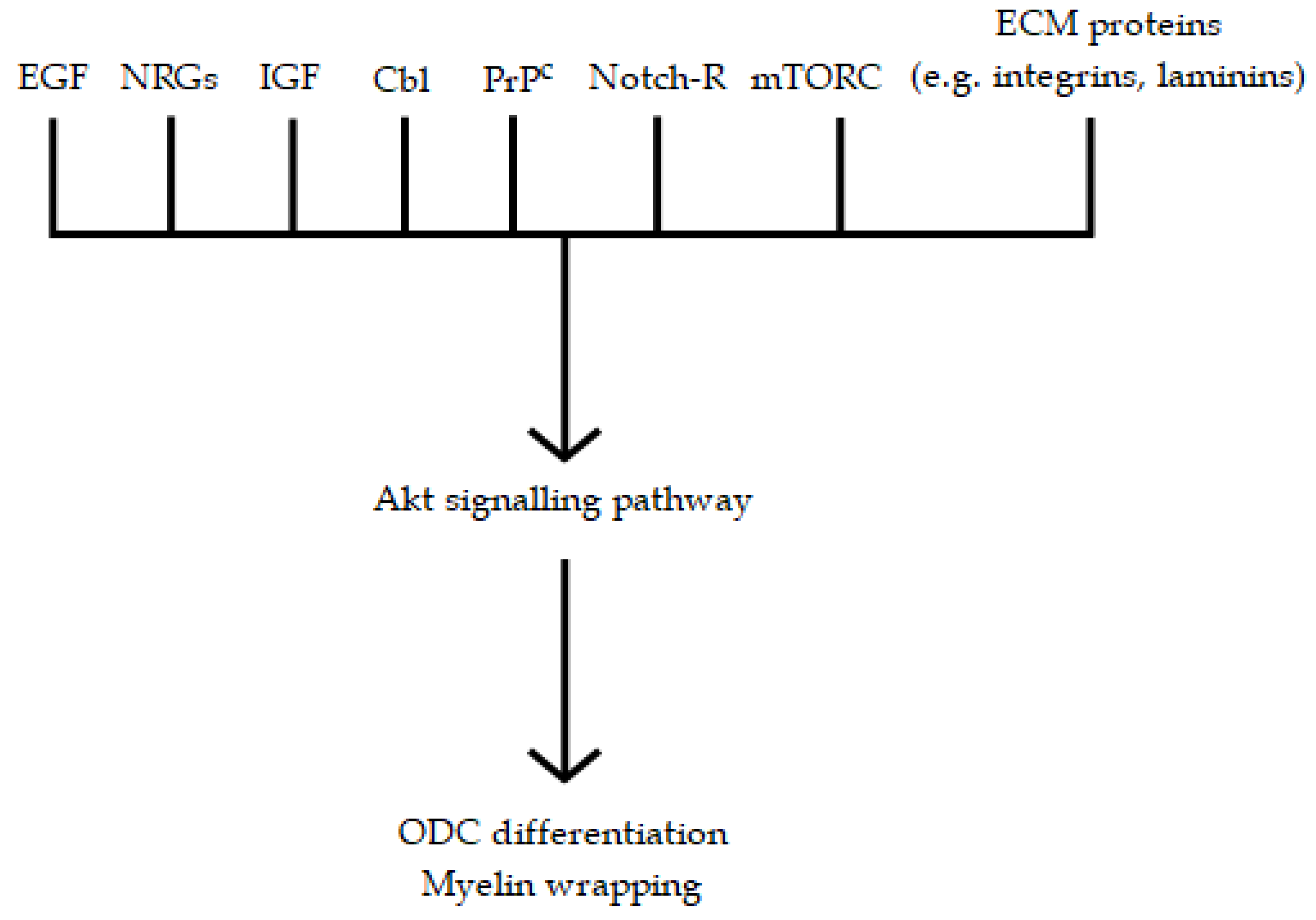 Biomedicines 10 00815 g002