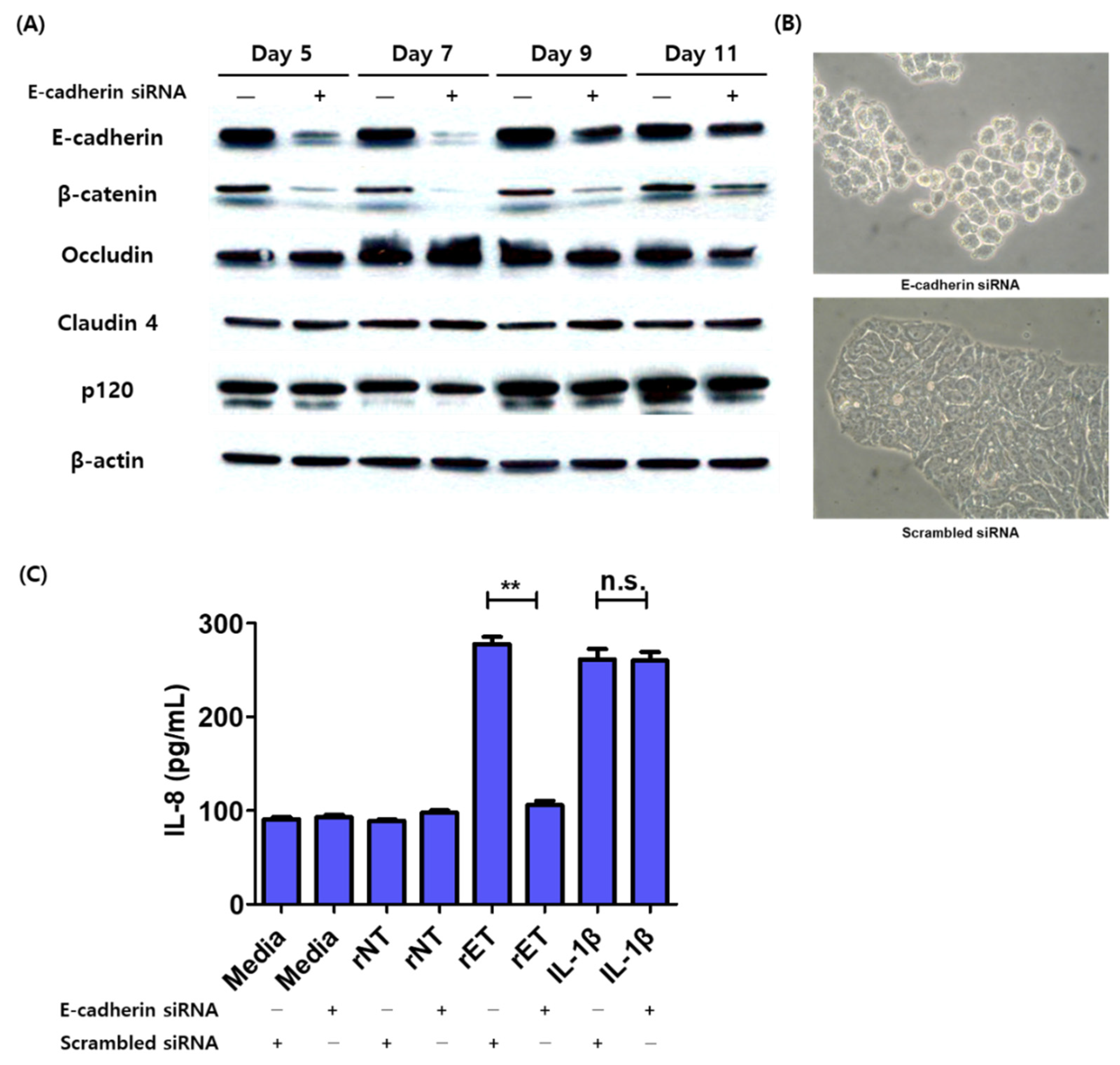 Biomedicines 10 00827 g001