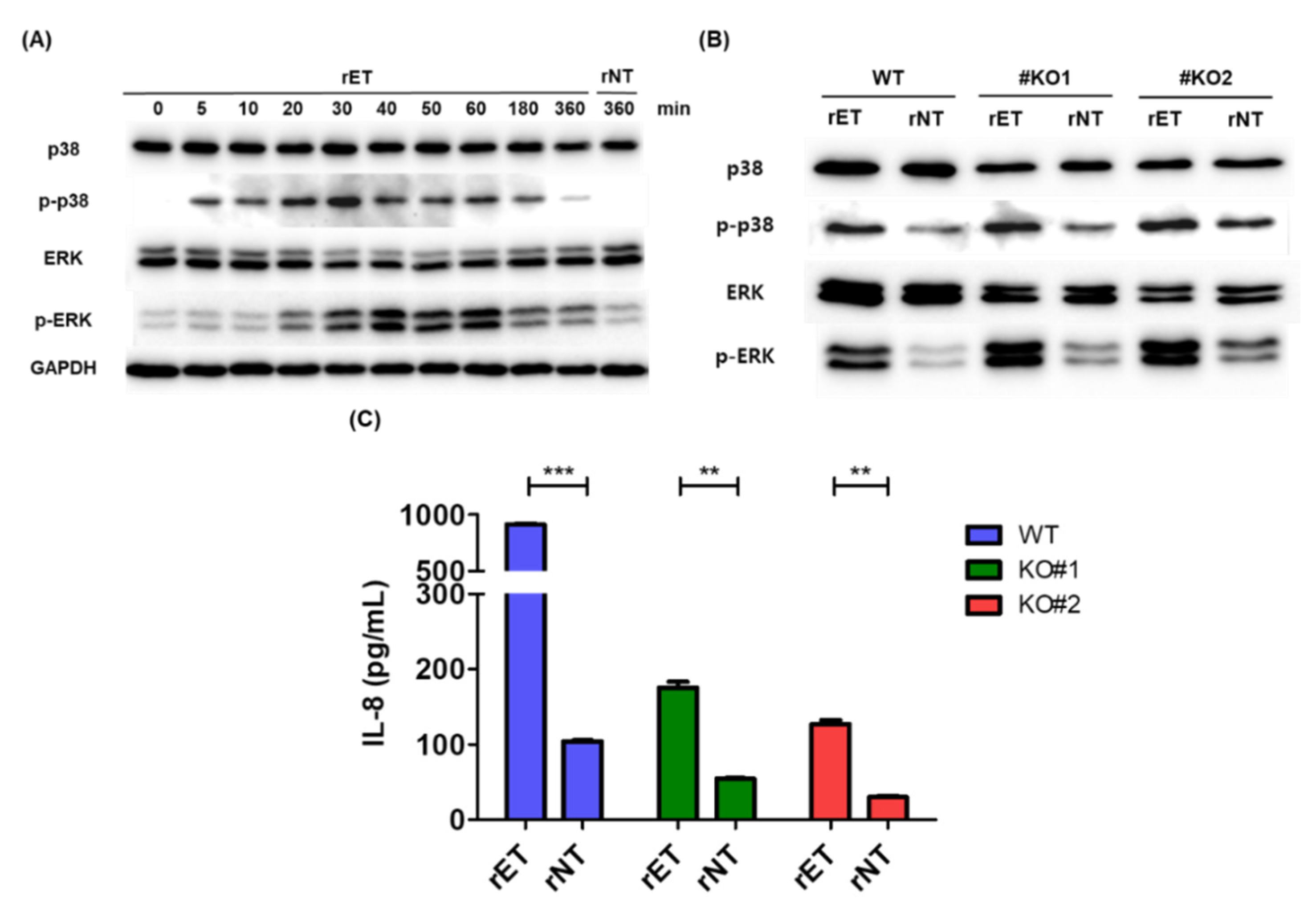 Biomedicines 10 00827 g005
