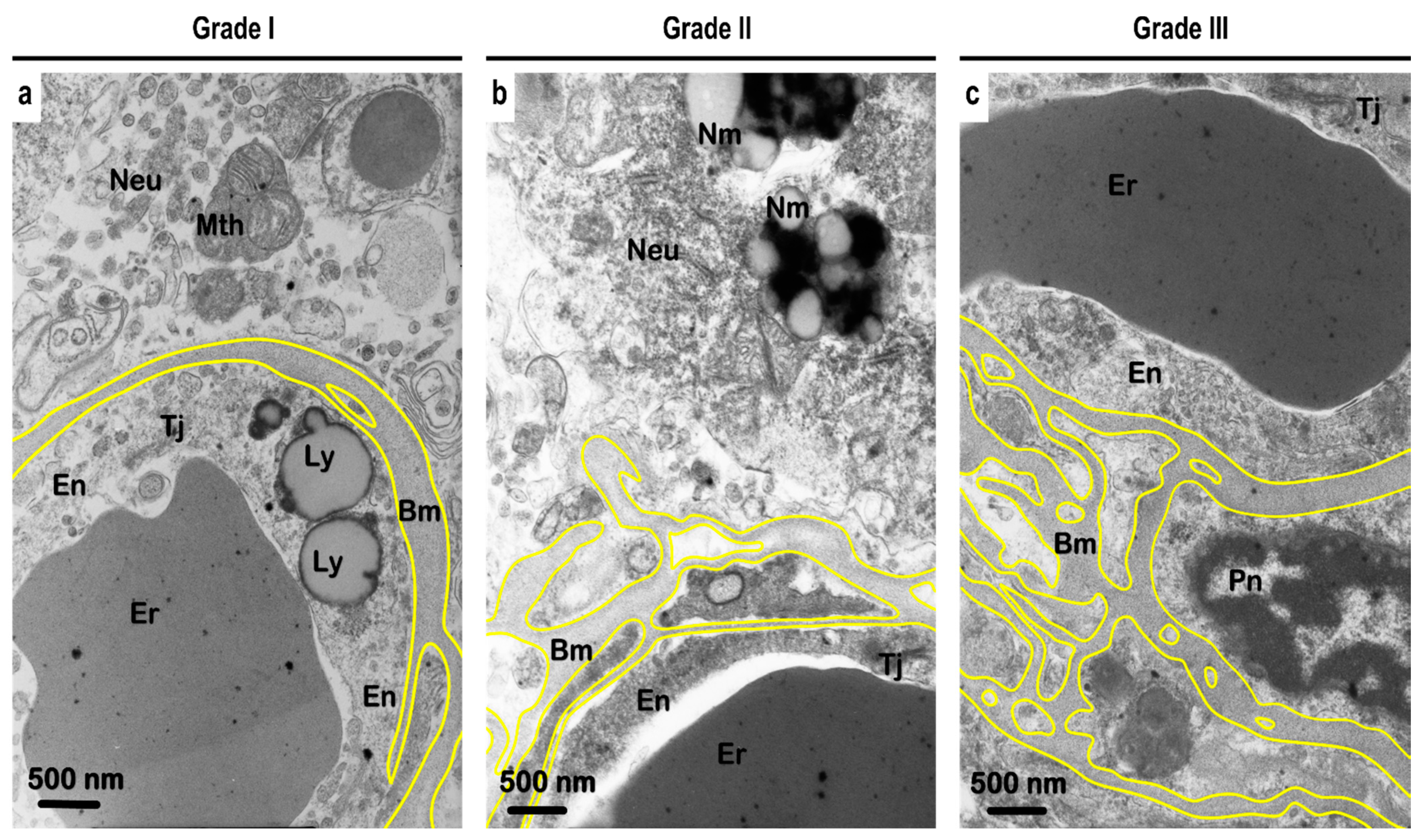 Biomedicines 10 00830 g006