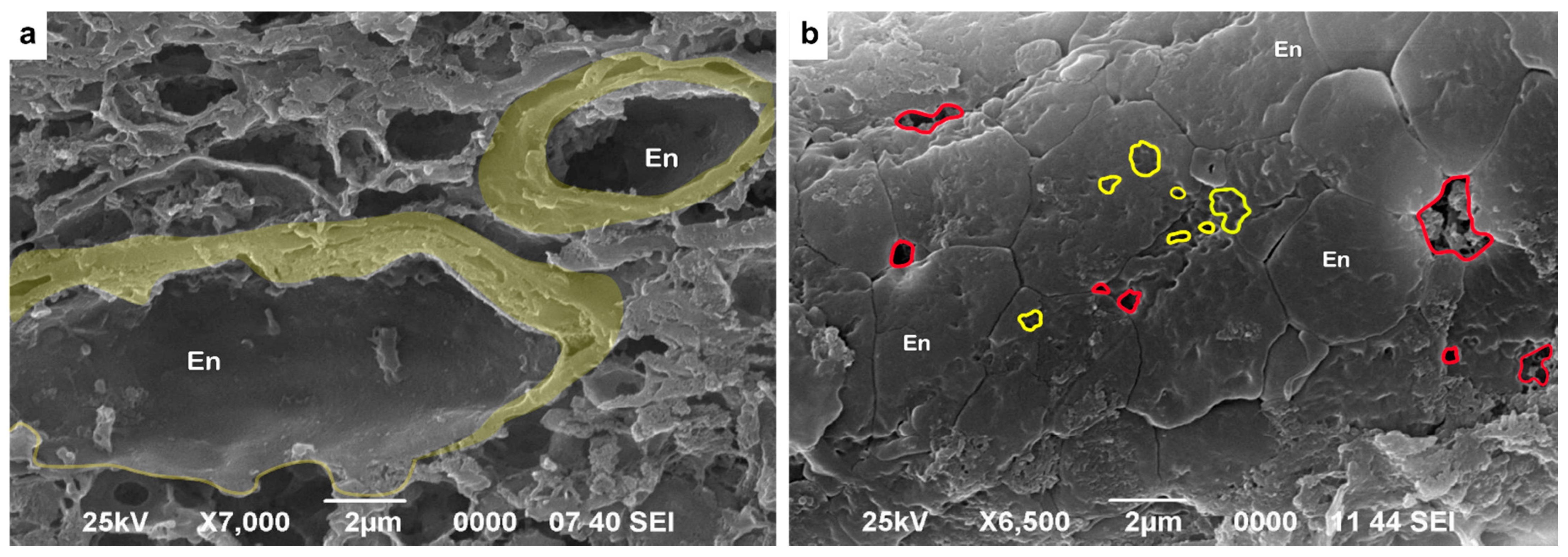 Biomedicines 10 00830 g007