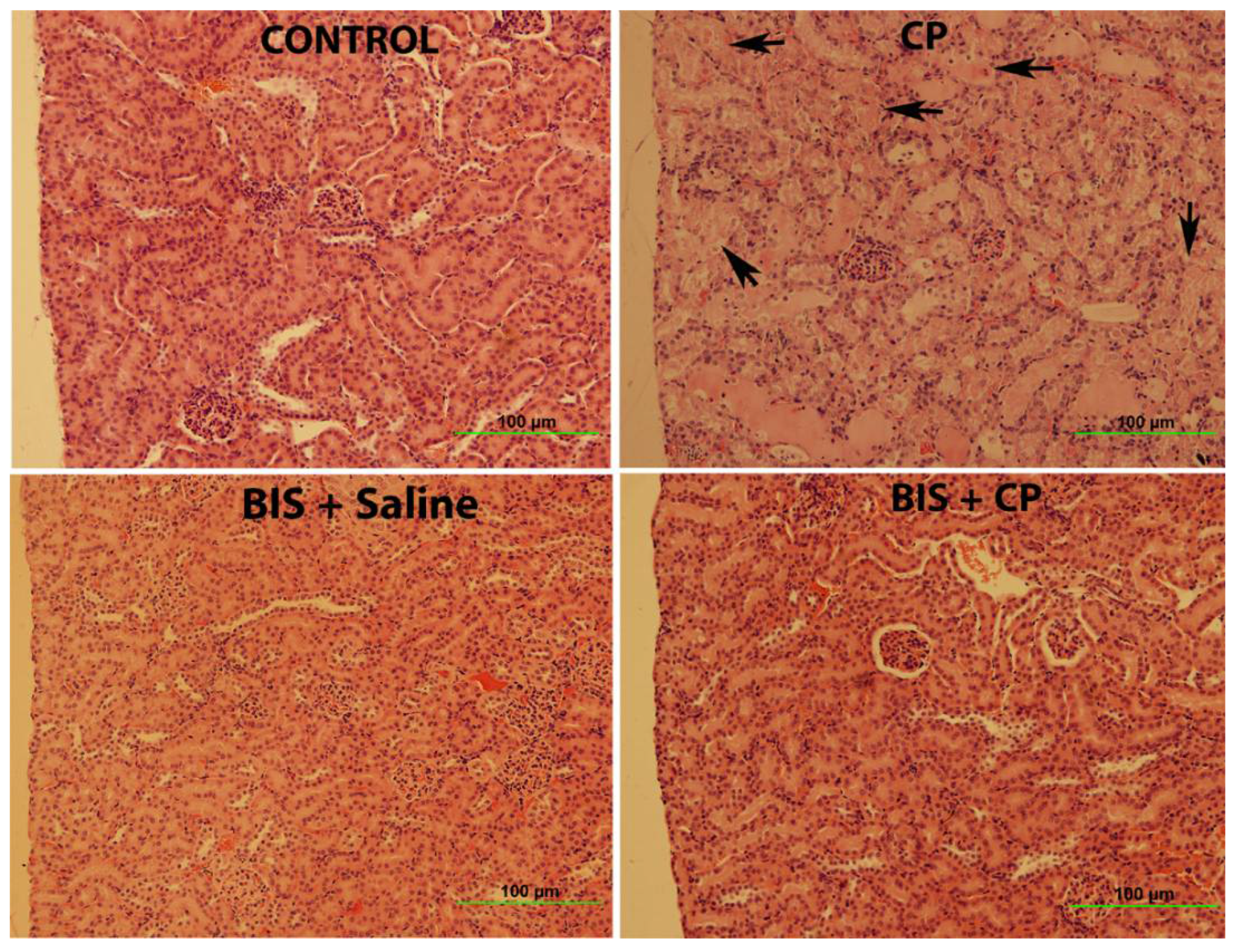 Biomedicines 10 00842 g010