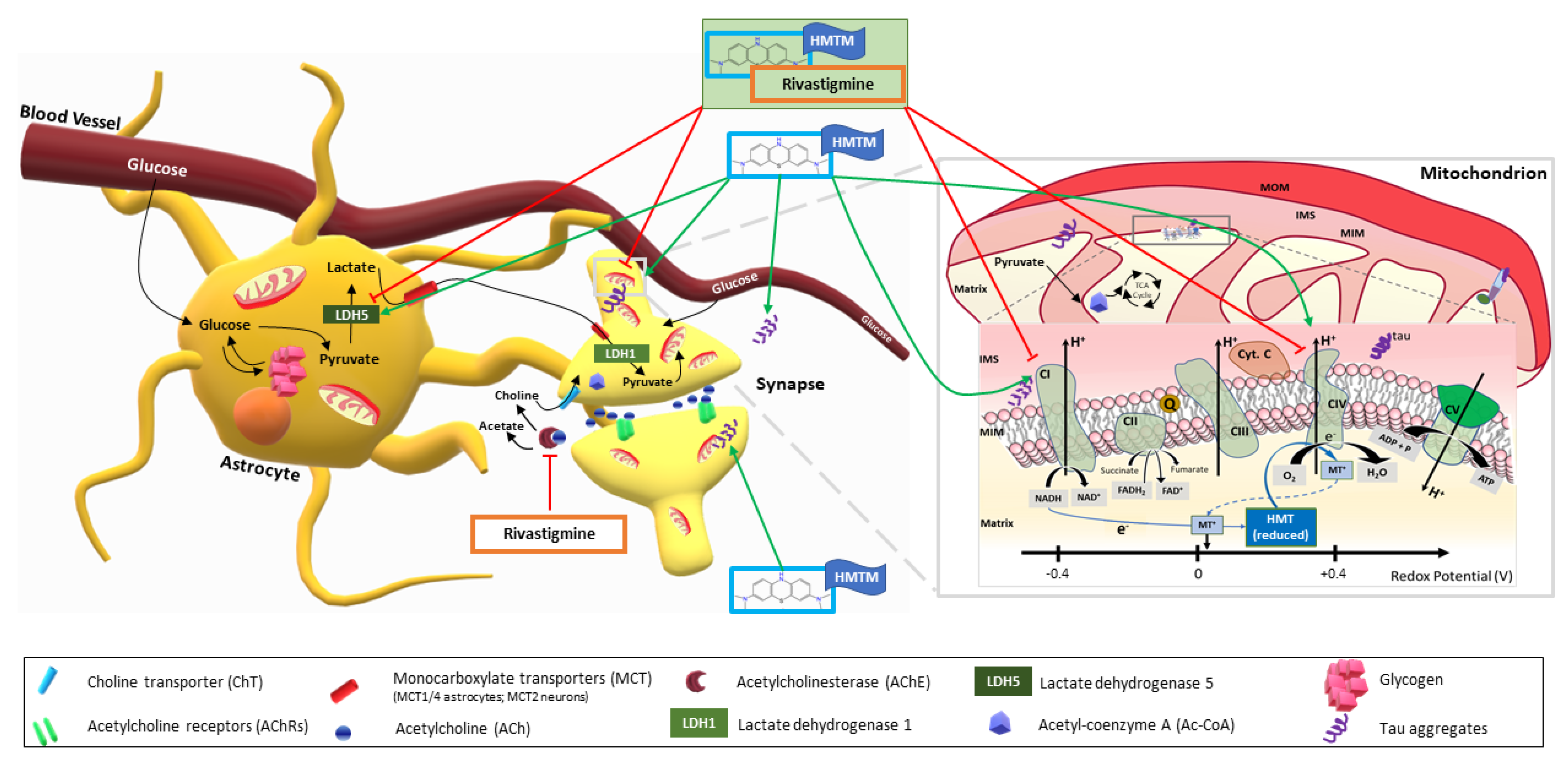 Biomedicines 10 00867 g006