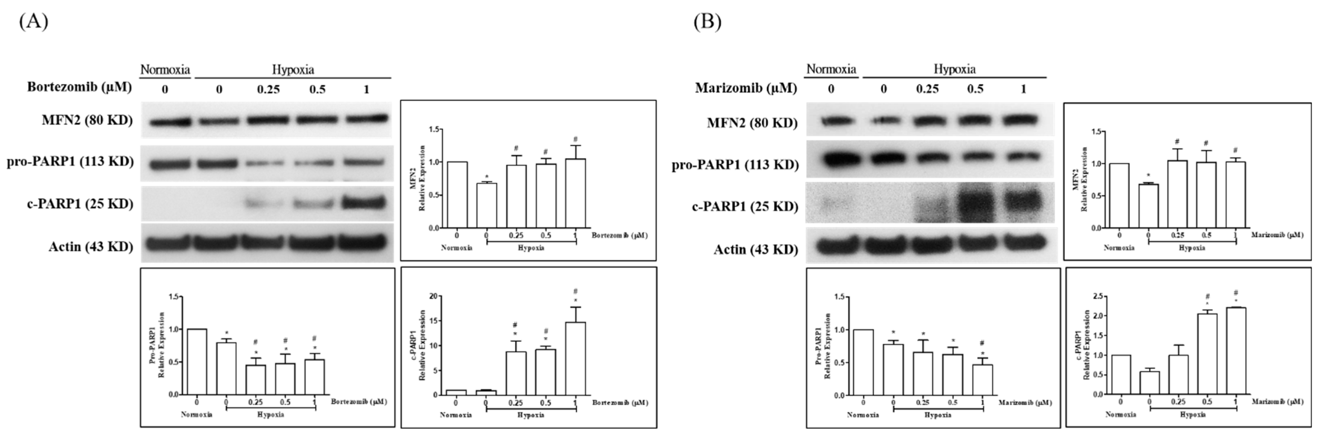 Biomedicines 10 00873 g002